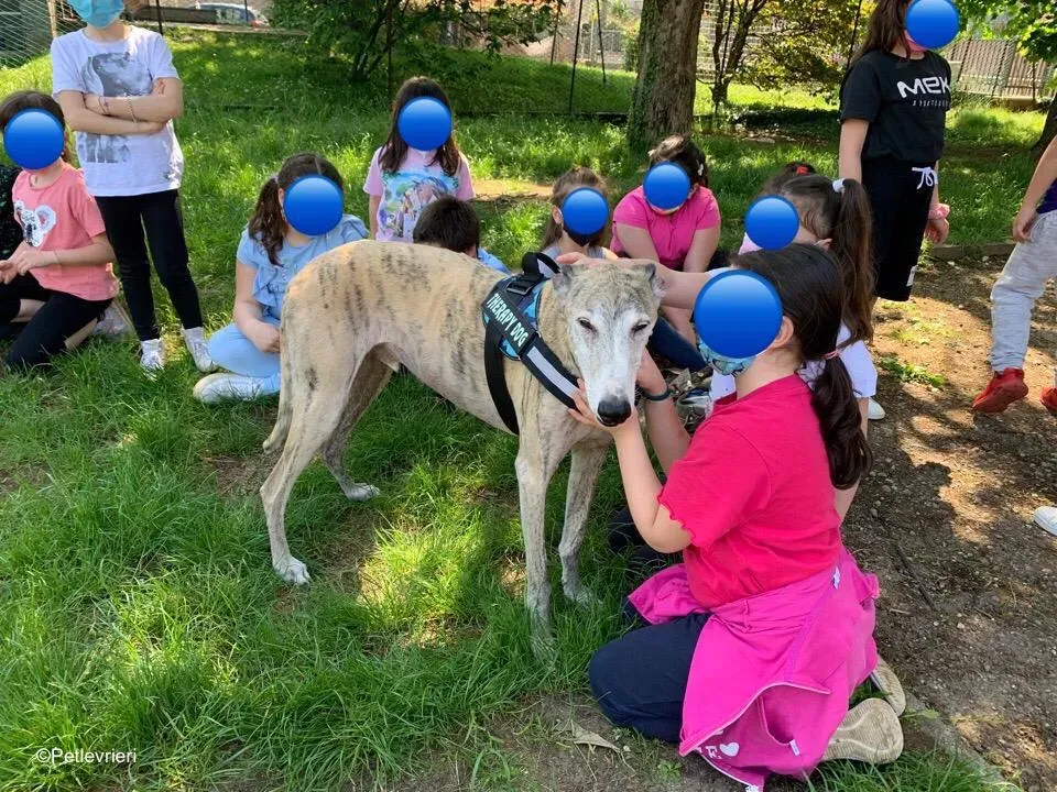 adozione levrieri galgo pet therapy 4