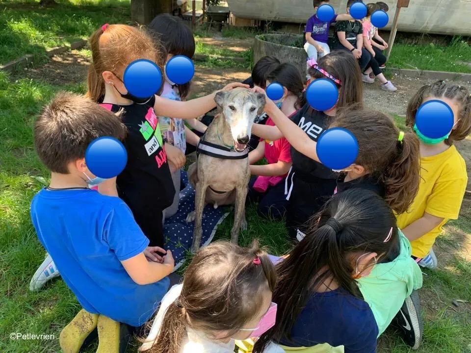 adozione levrieri galgo pet therapy 5