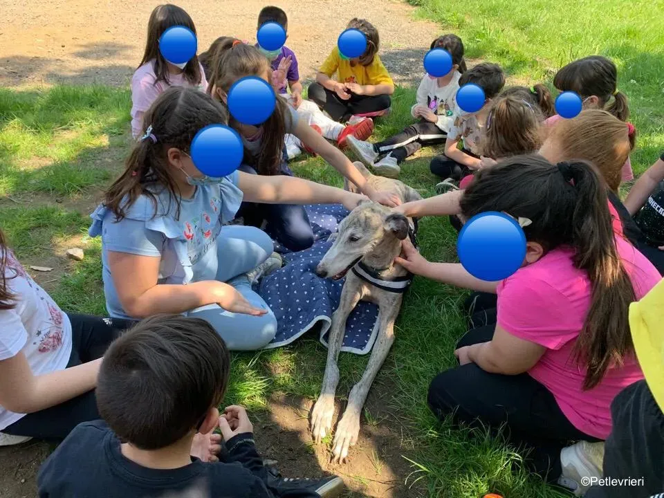 adozione levrieri galgo pet therapy 6