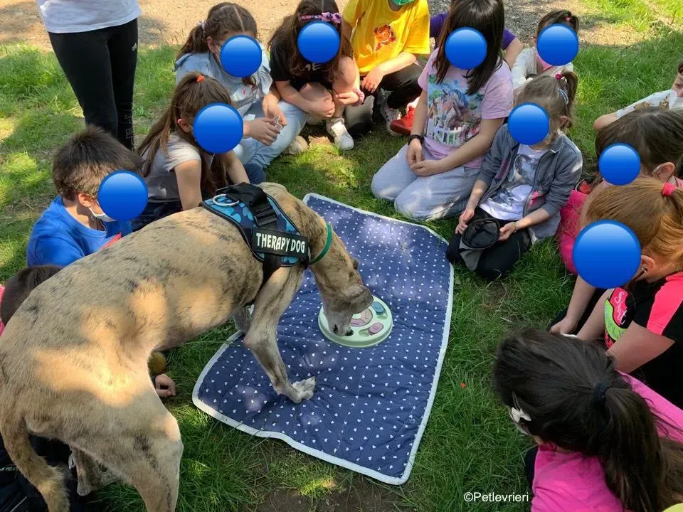 adozione levrieri galgo pet therapy 7