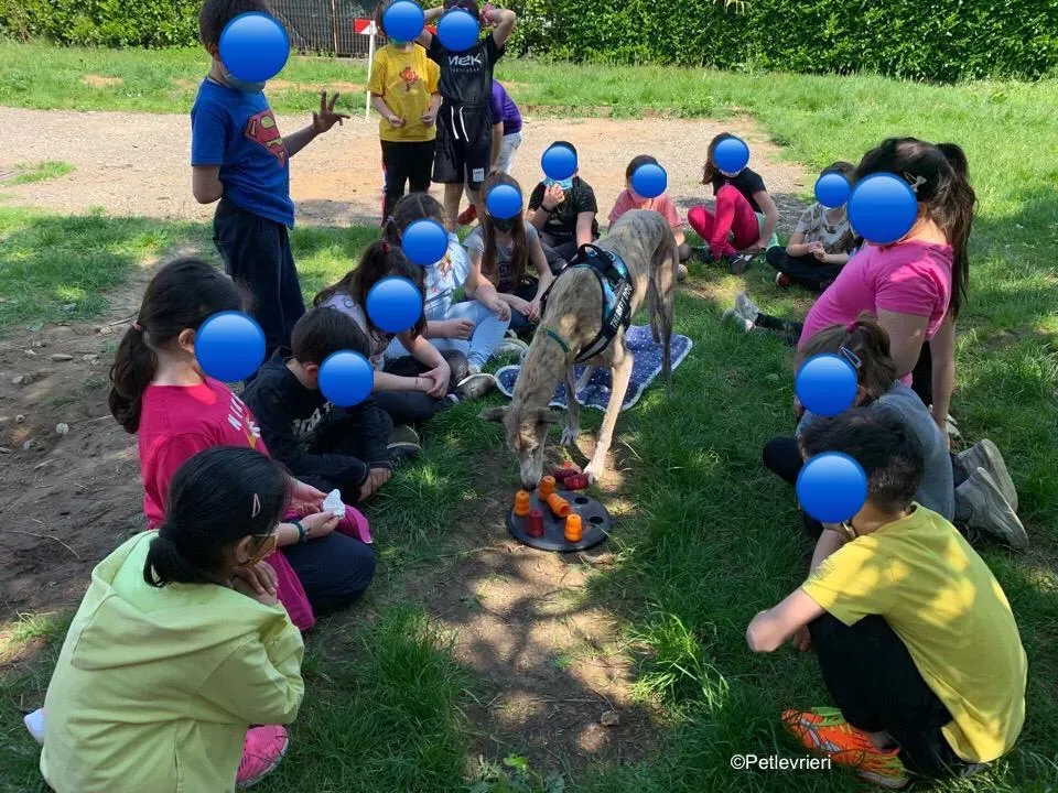 adozione levrieri galgo pet therapy 8