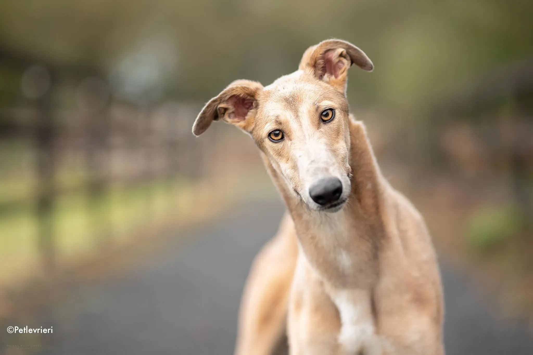 adrian adozione levrieri greyhound 1 2