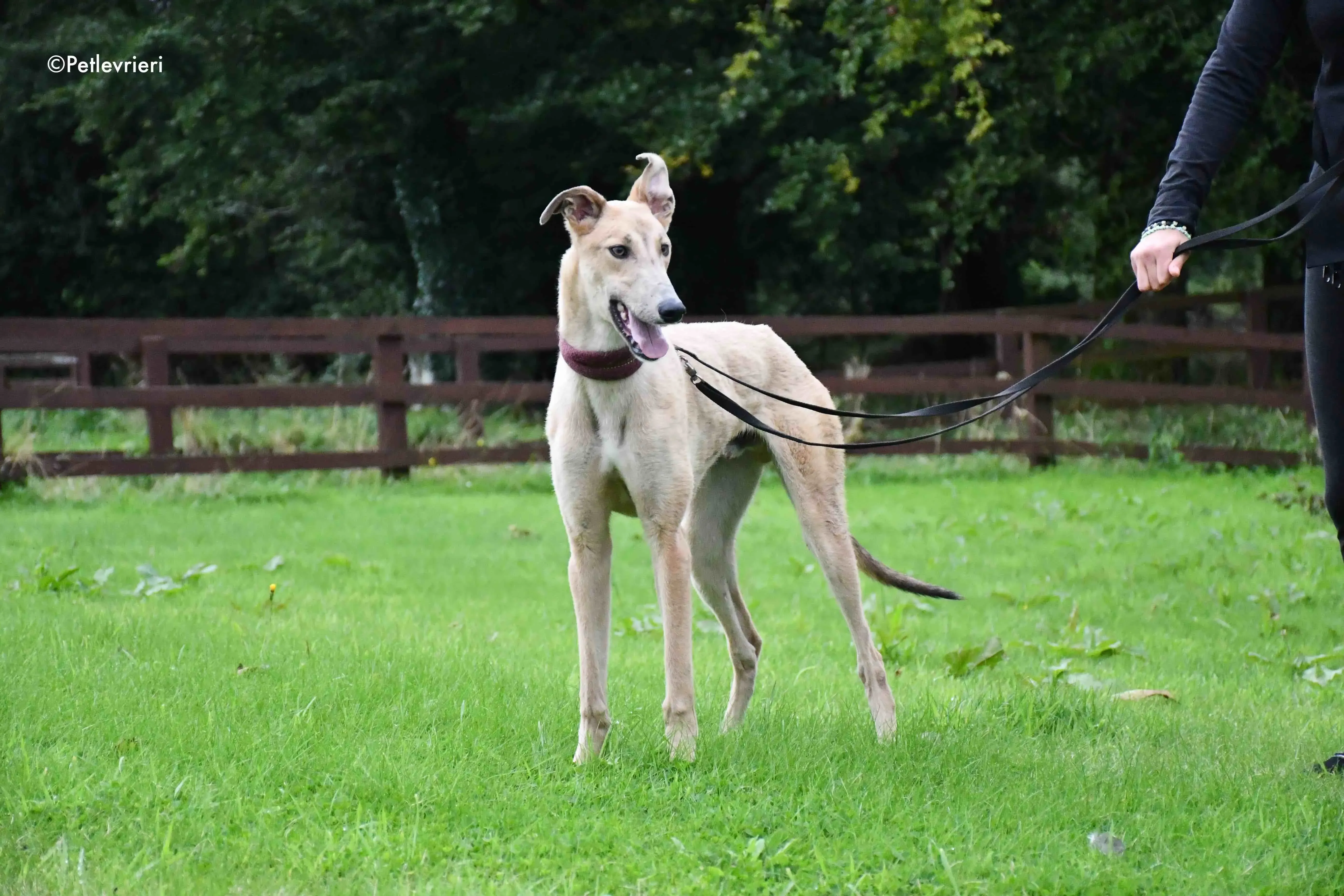 adrian adozione levrieri greyhound 11