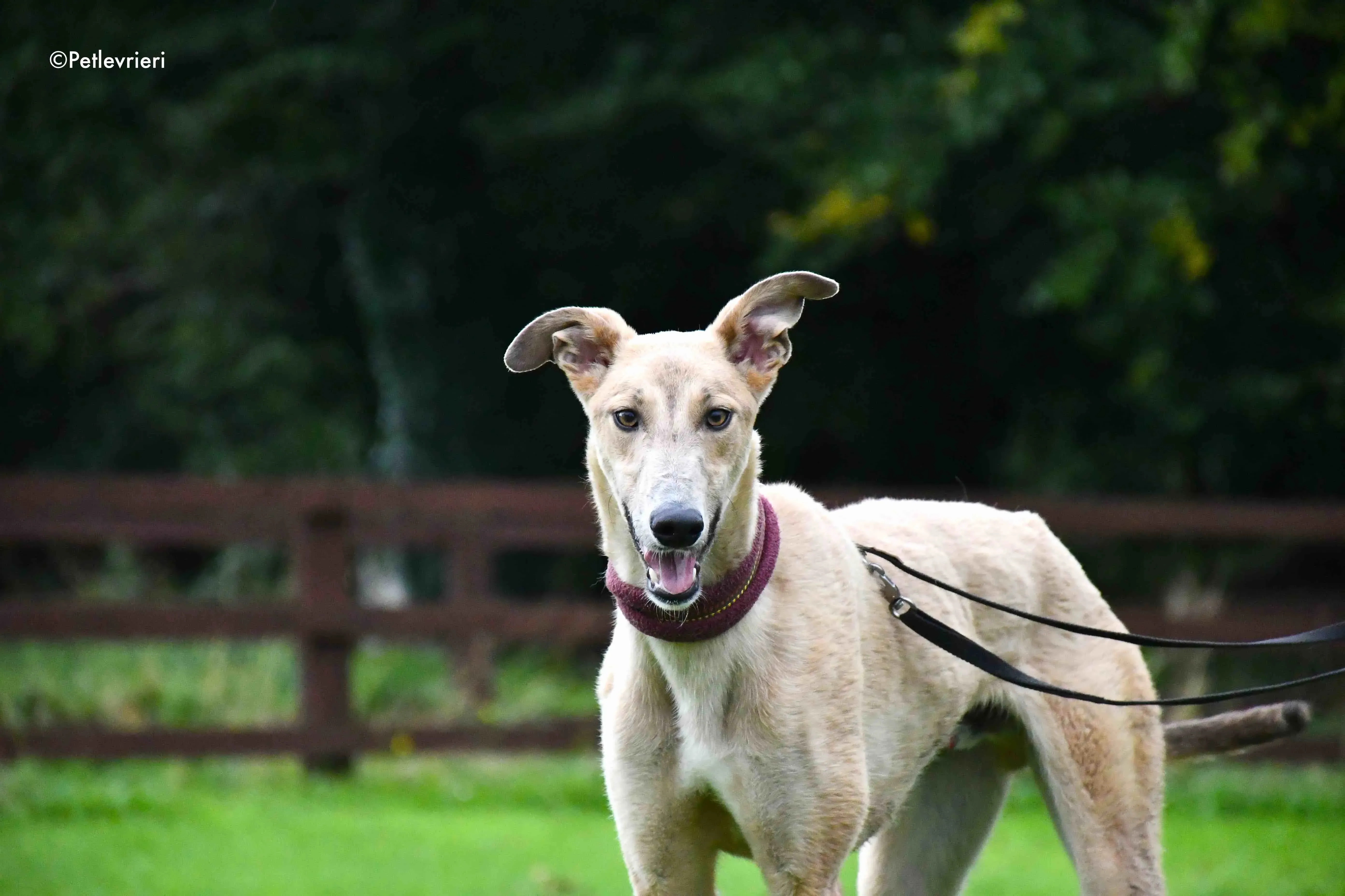 adrian adozione levrieri greyhound 12