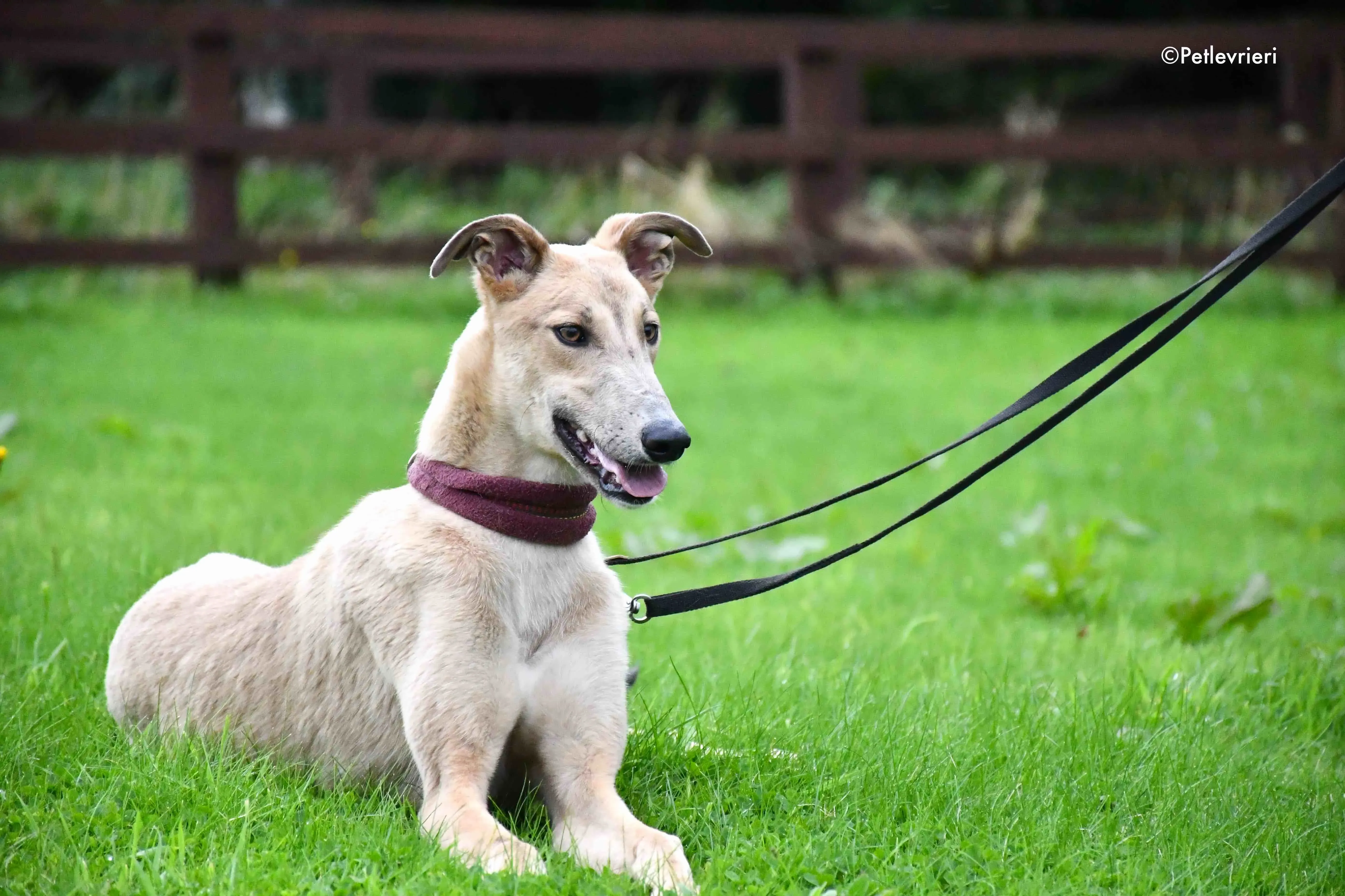 adrian adozione levrieri greyhound 13