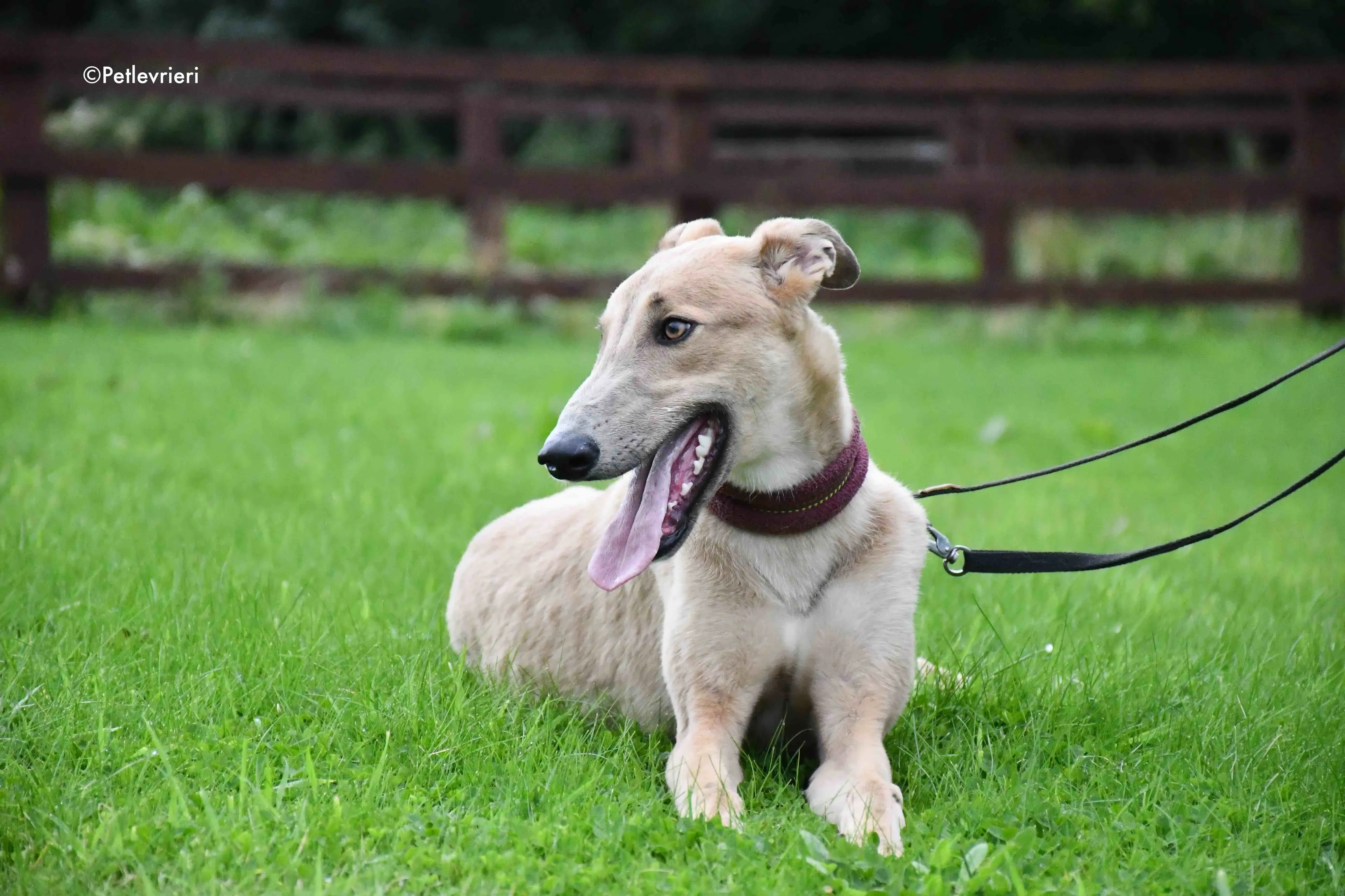 adrian adozione levrieri greyhound 14