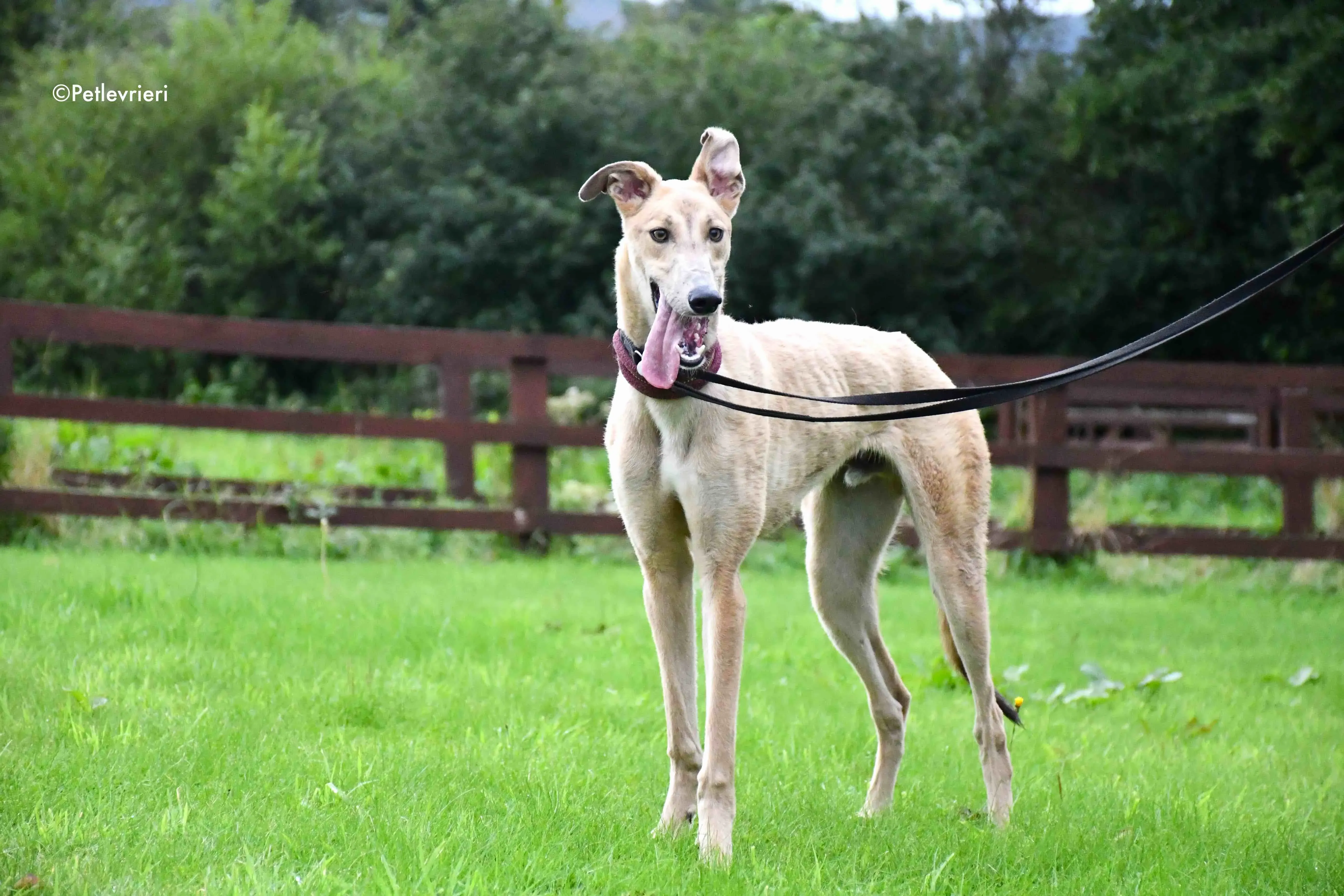 adrian adozione levrieri greyhound 15