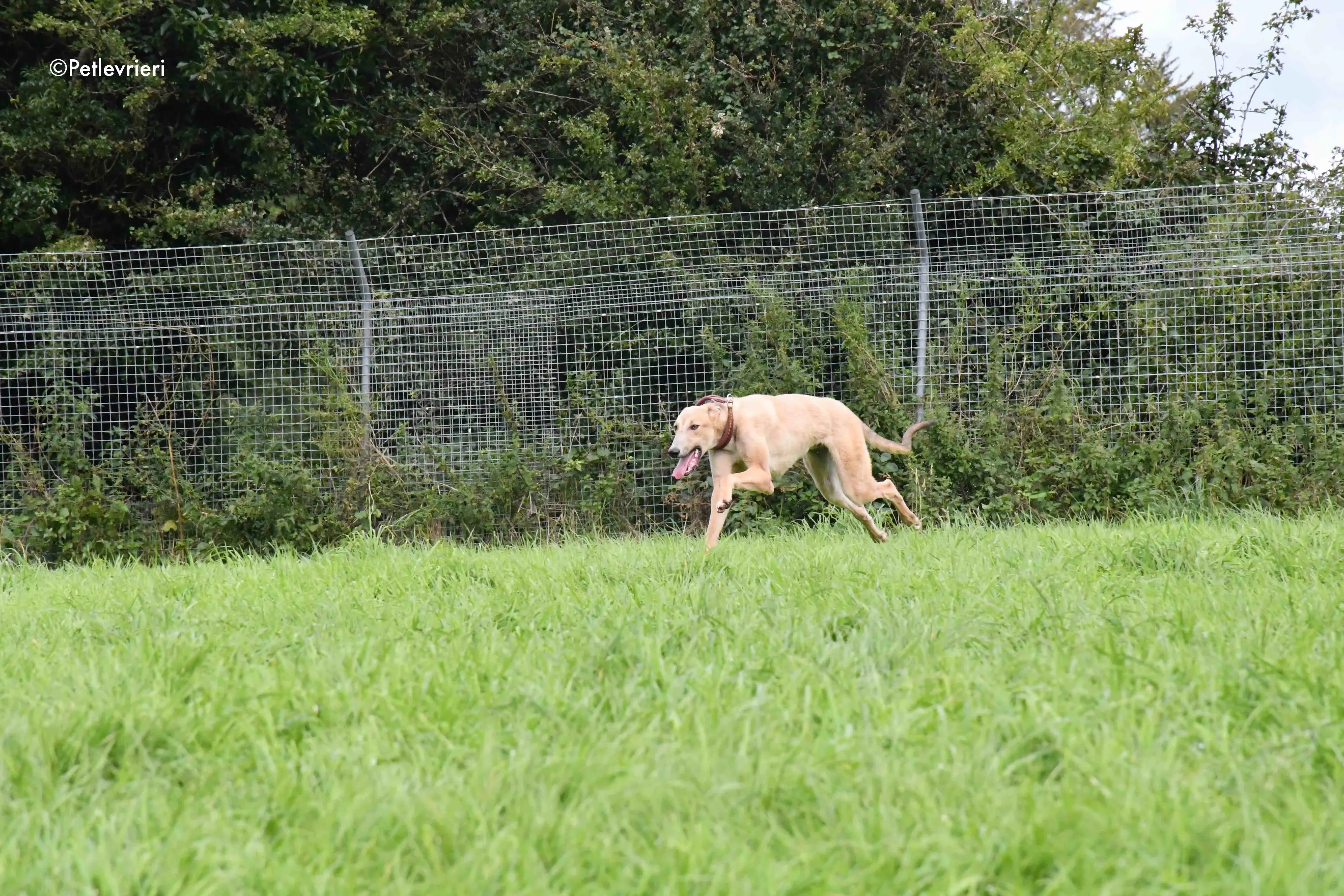 adrian adozione levrieri greyhound 16