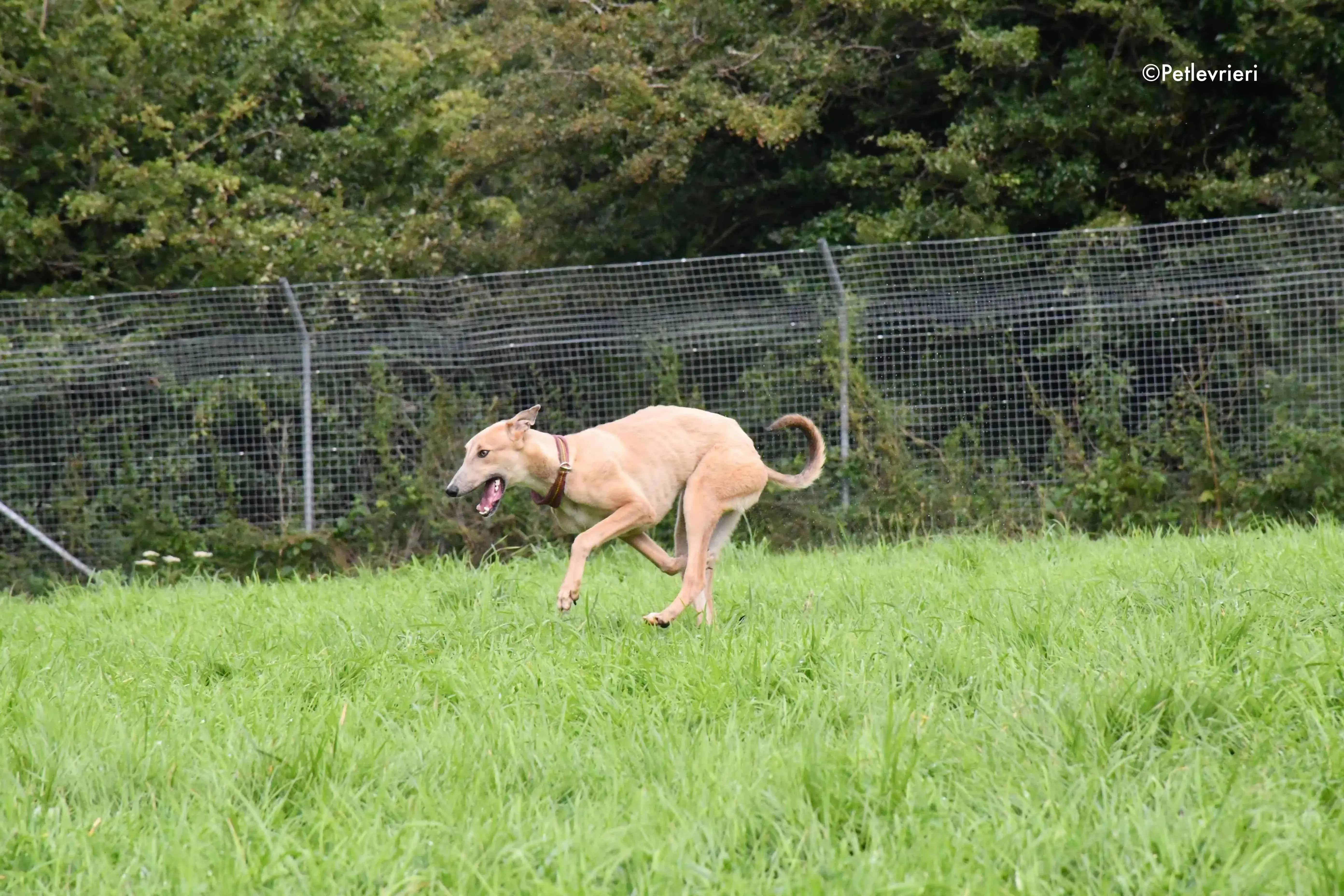 adrian adozione levrieri greyhound 17