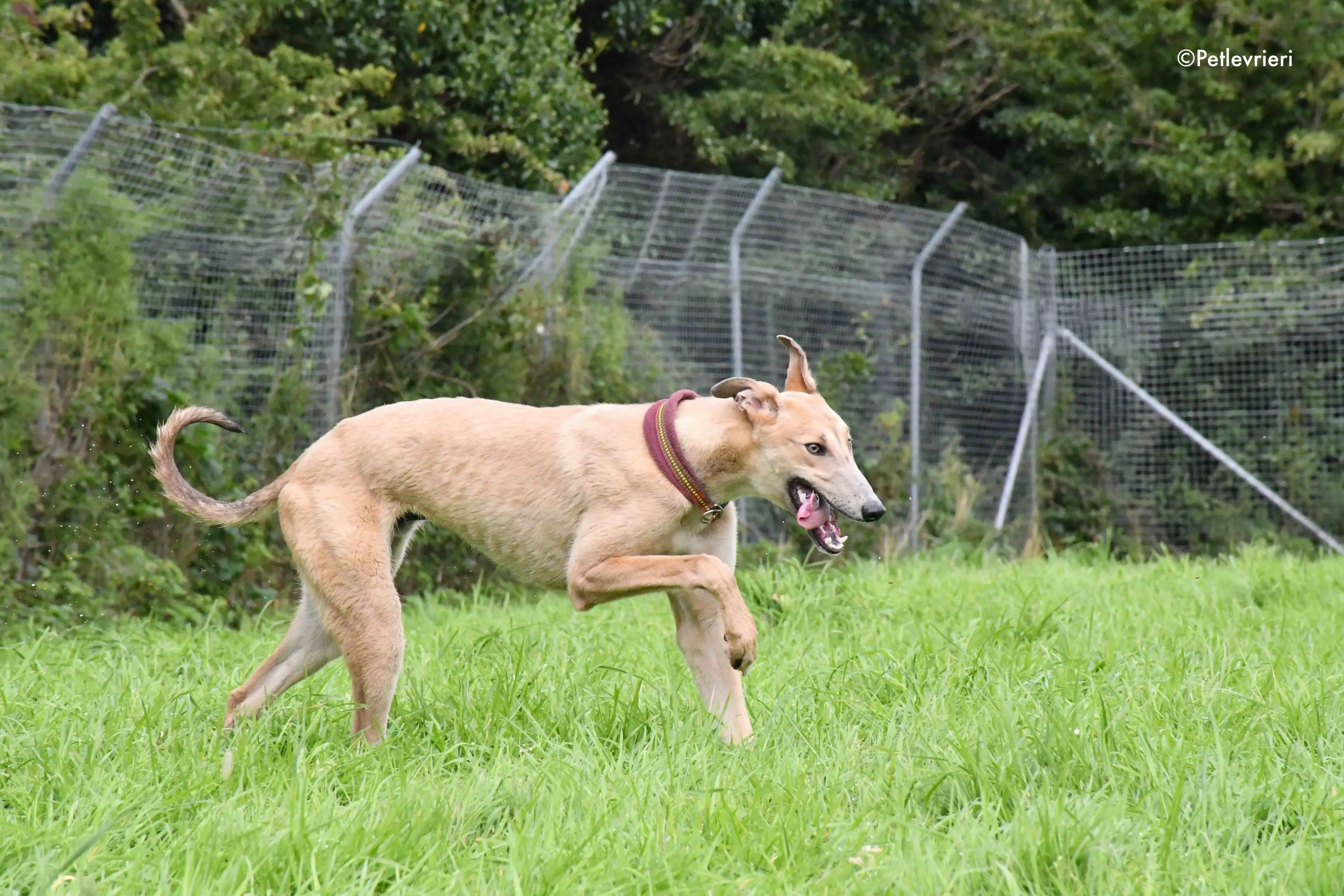 adrian adozione levrieri greyhound 18