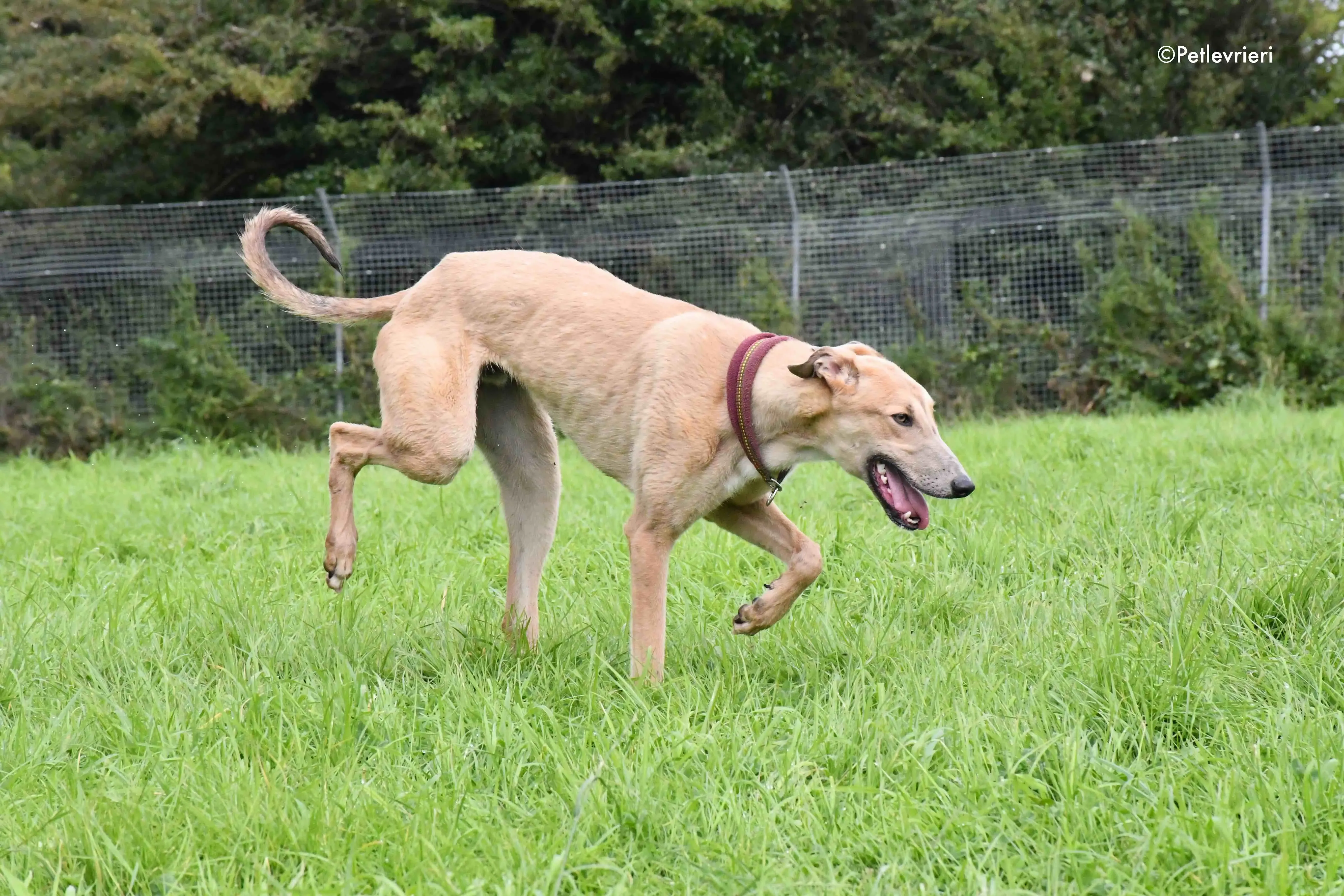 adrian adozione levrieri greyhound 19