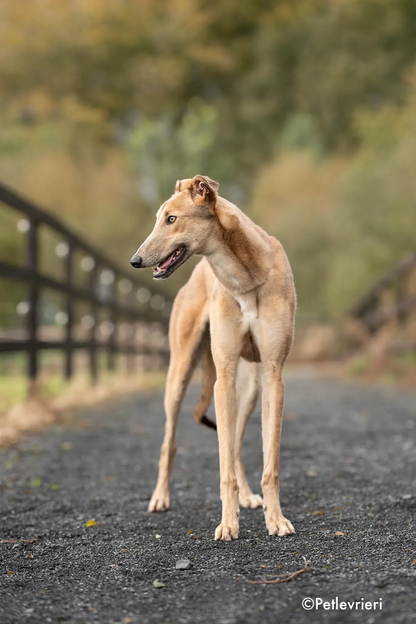 adrian adozione levrieri greyhound 2 2