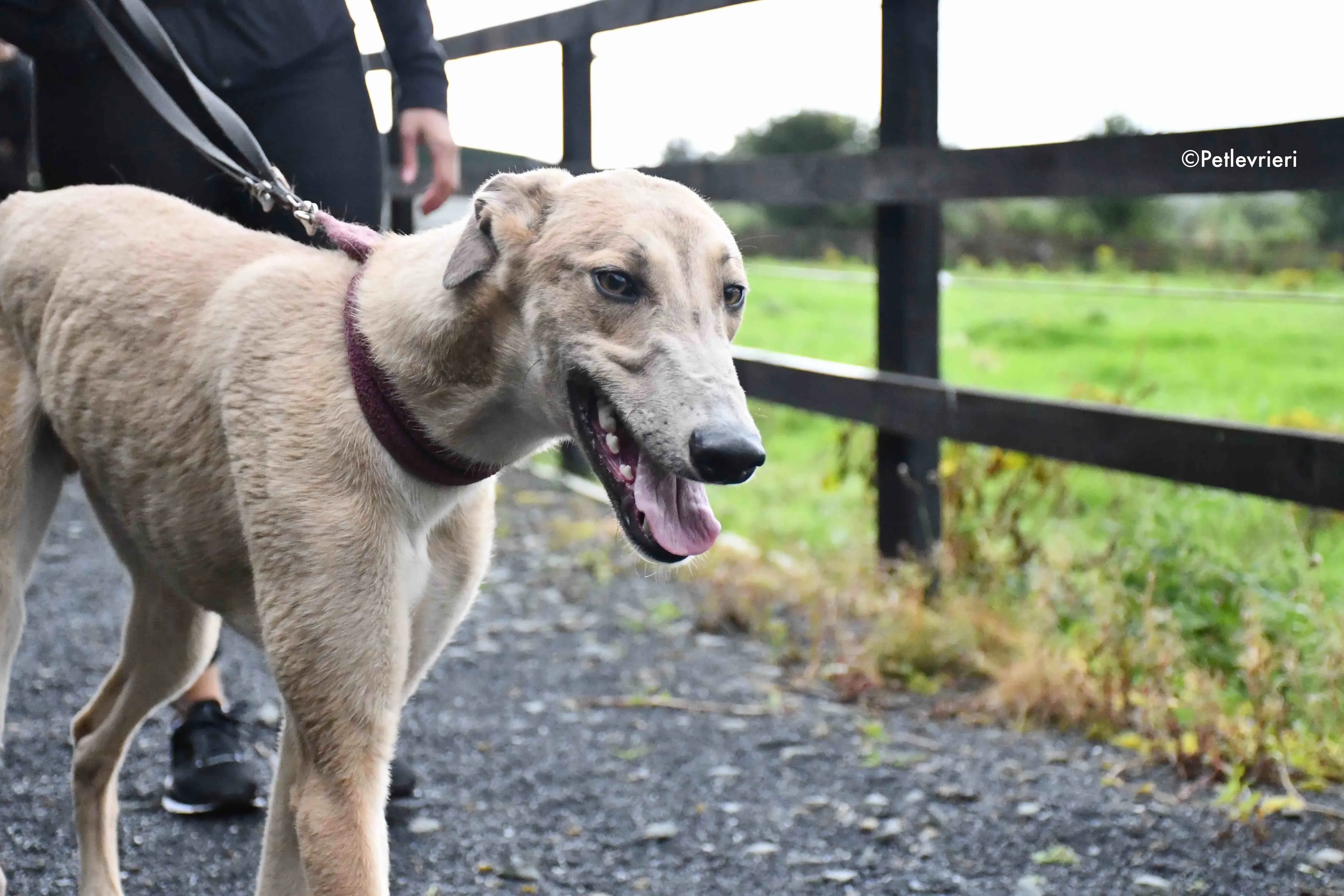 adrian adozione levrieri greyhound 2