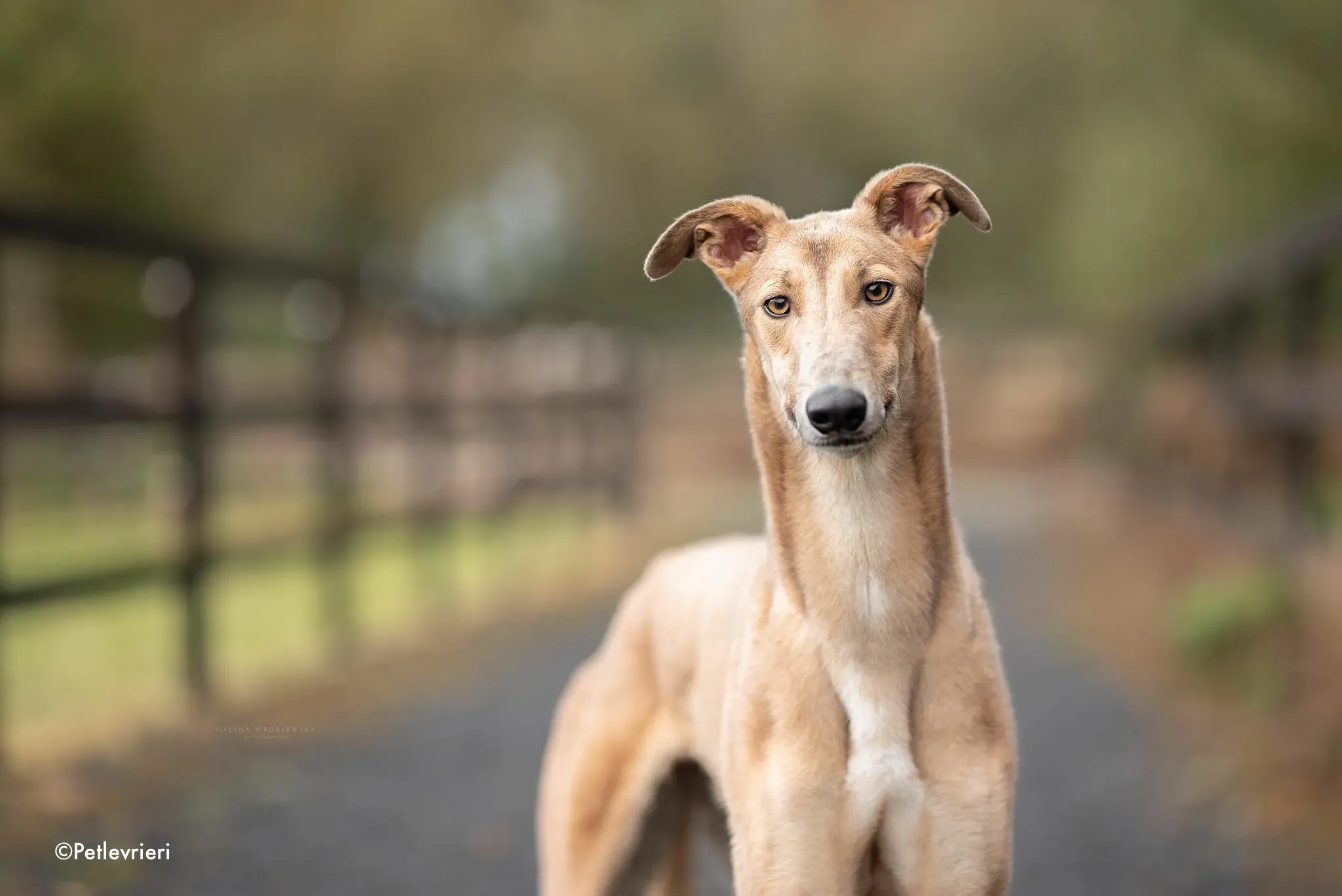 adrian adozione levrieri greyhound 3 2