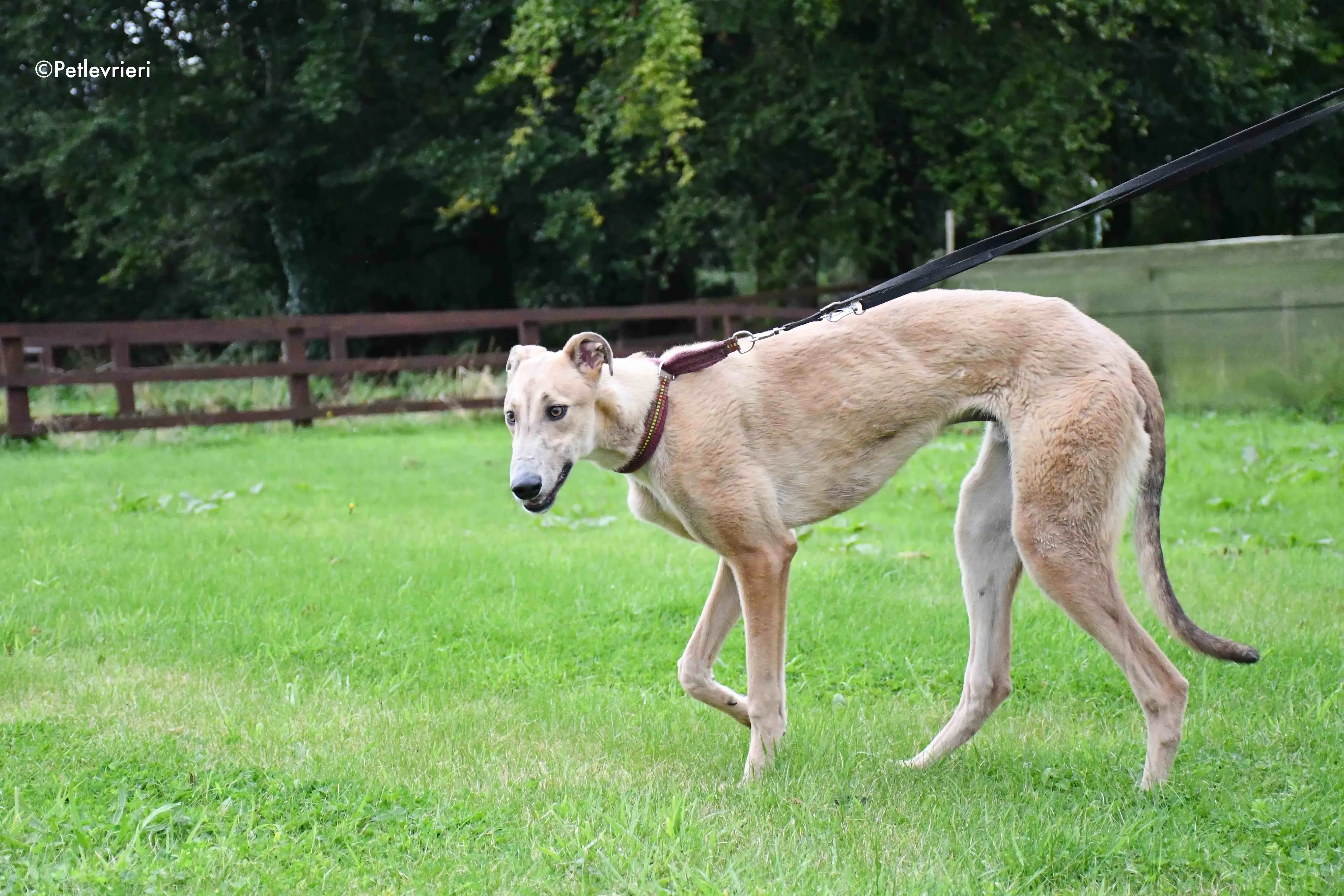 adrian adozione levrieri greyhound 3