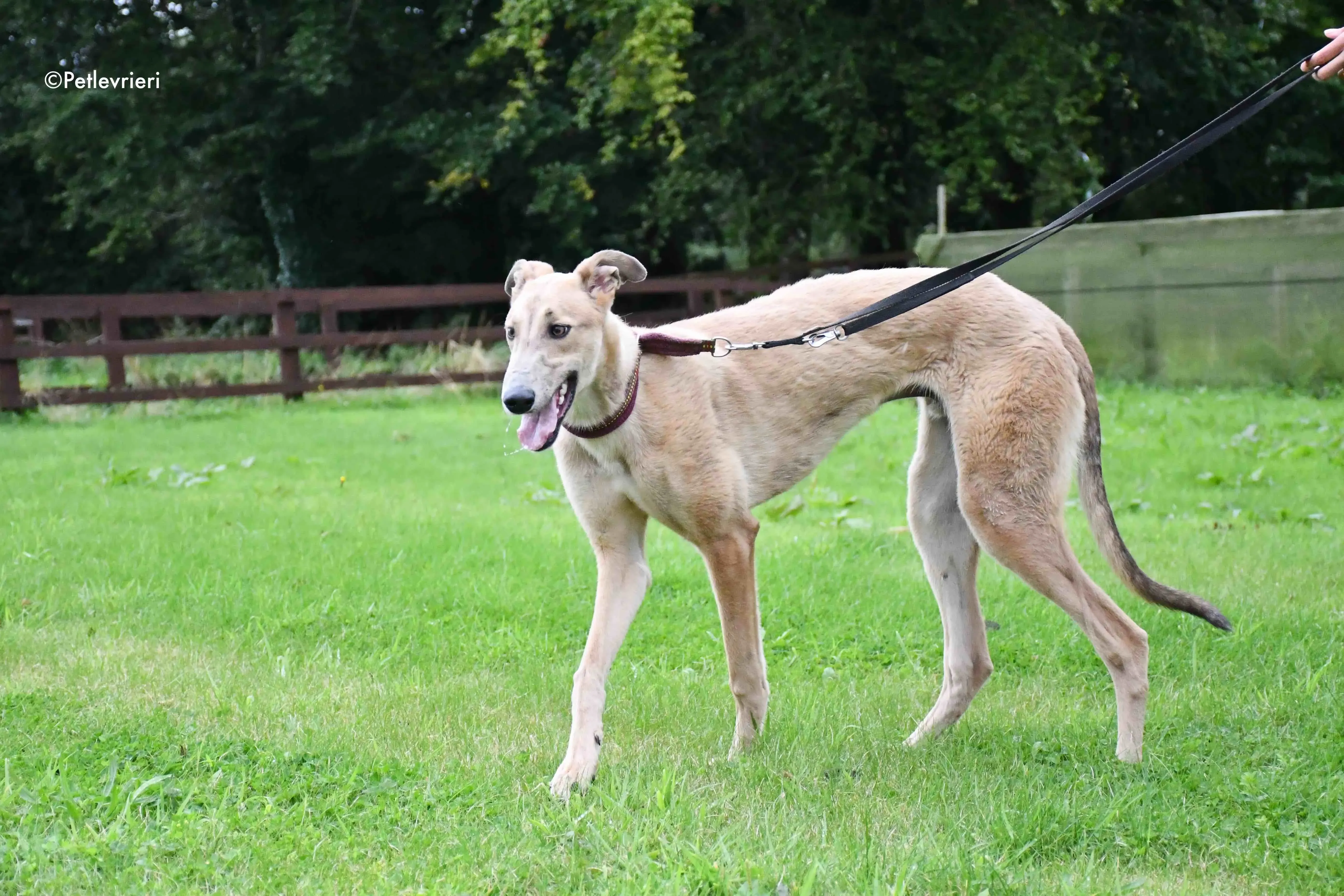adrian adozione levrieri greyhound 4