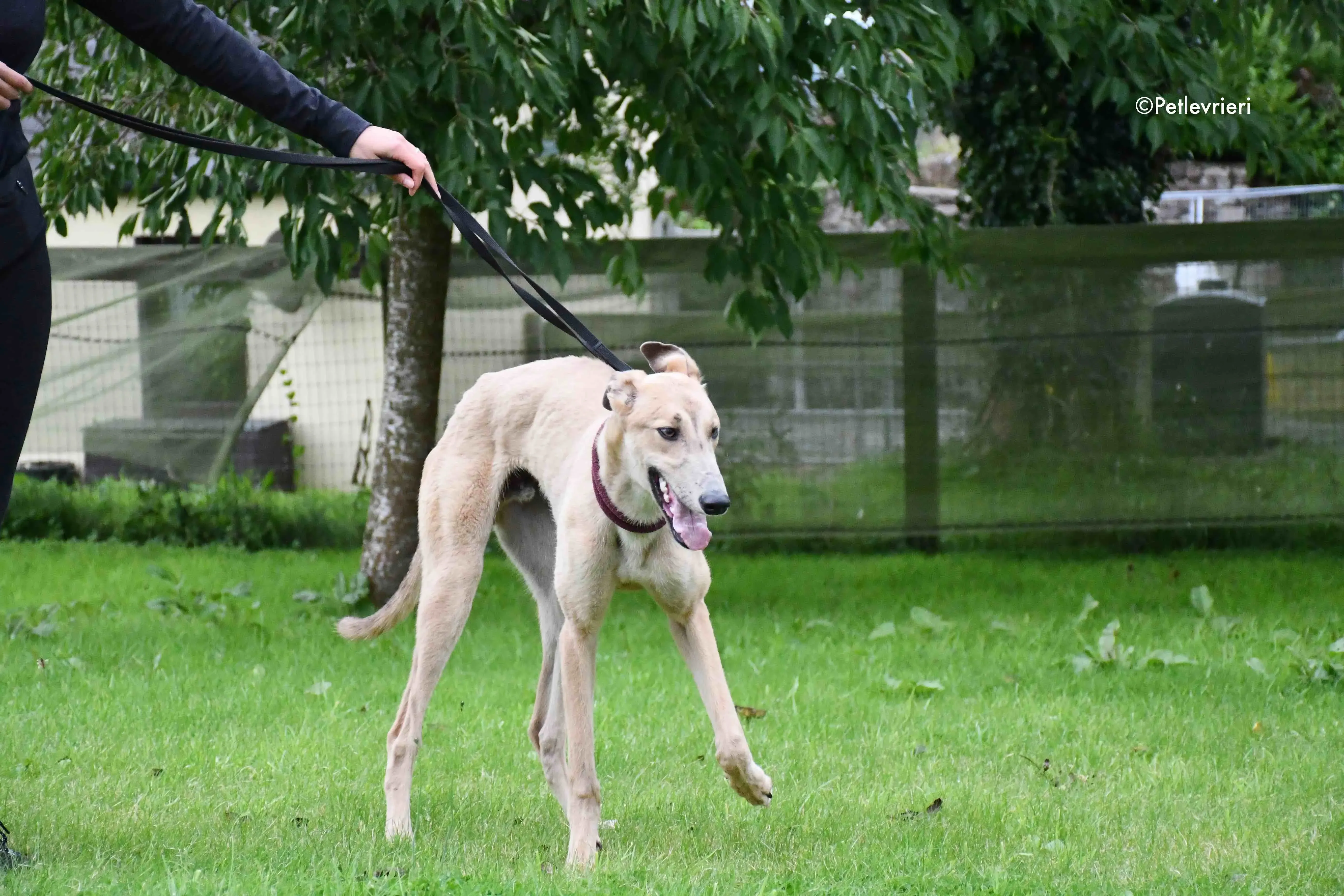 adrian adozione levrieri greyhound 5