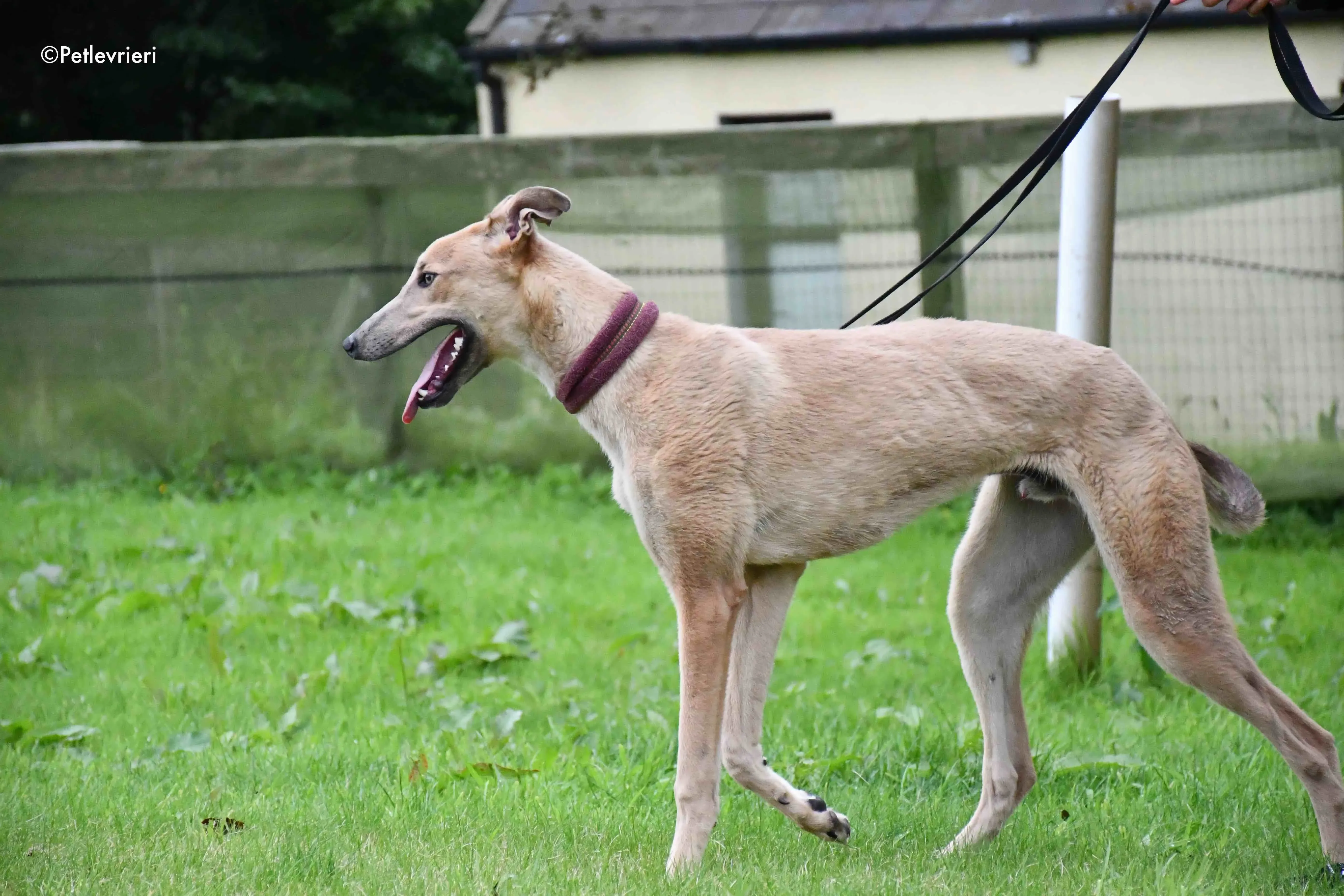 adrian adozione levrieri greyhound 6