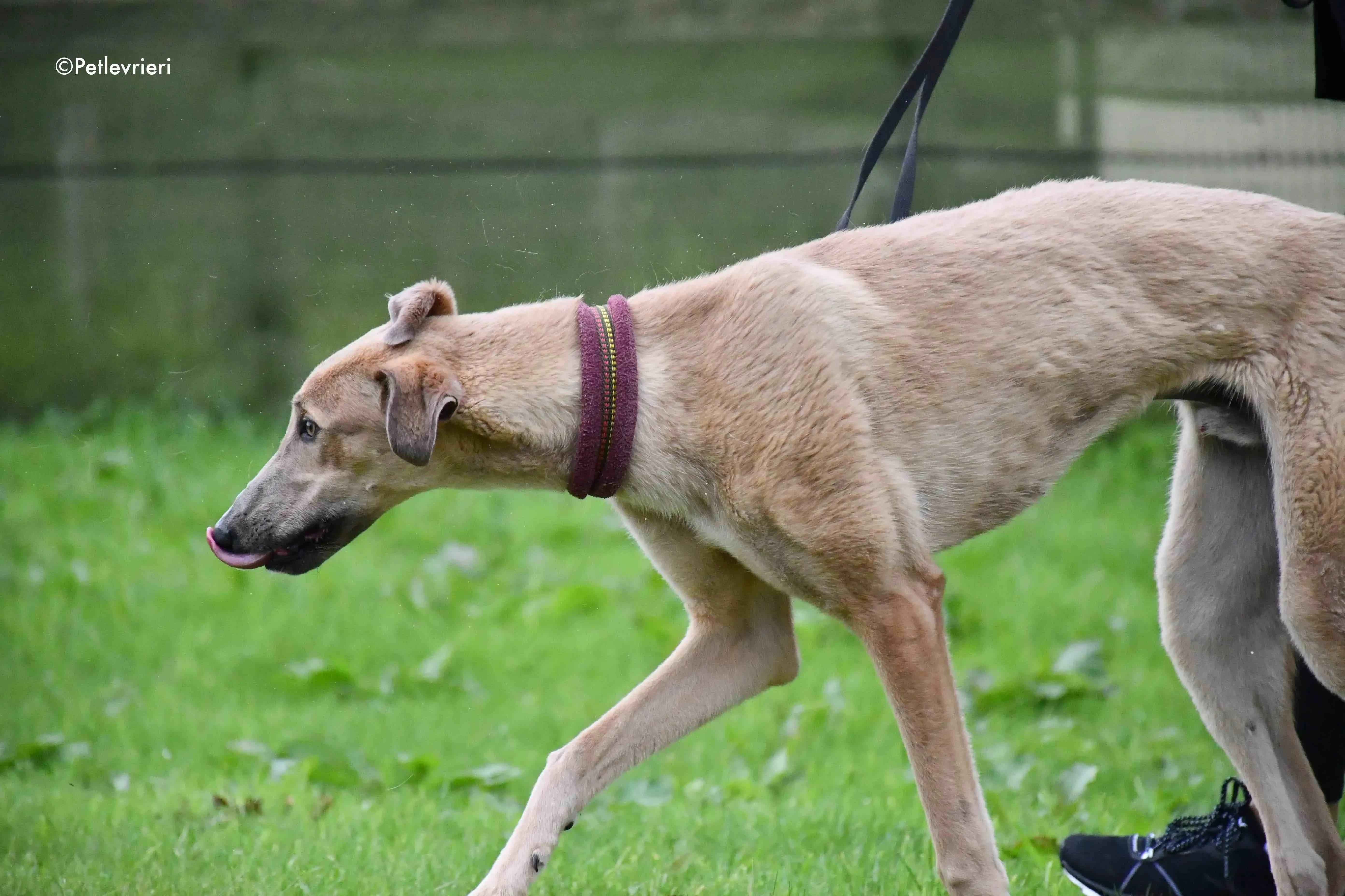adrian adozione levrieri greyhound 7