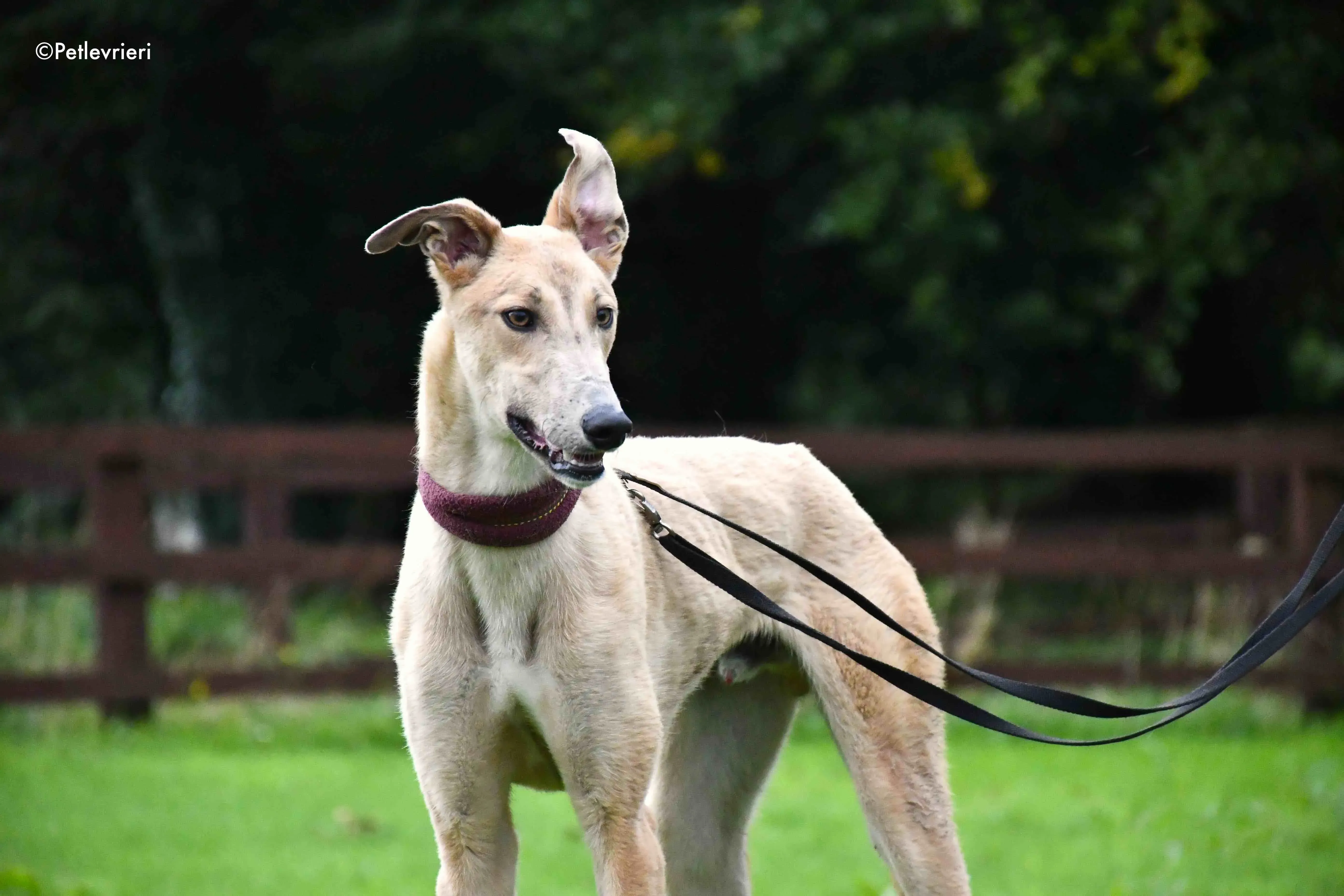 adrian adozione levrieri greyhound 8