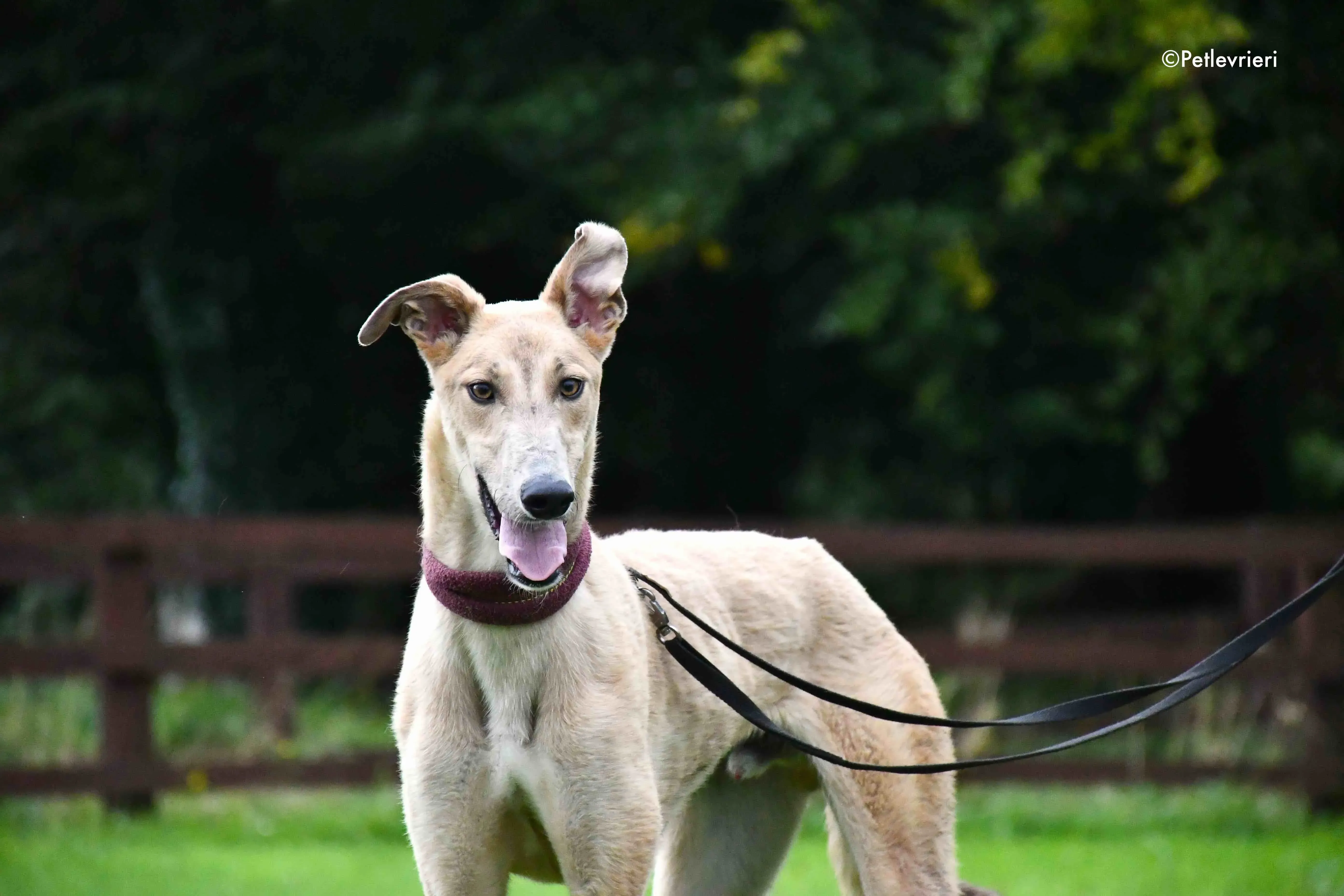 adrian adozione levrieri greyhound 9