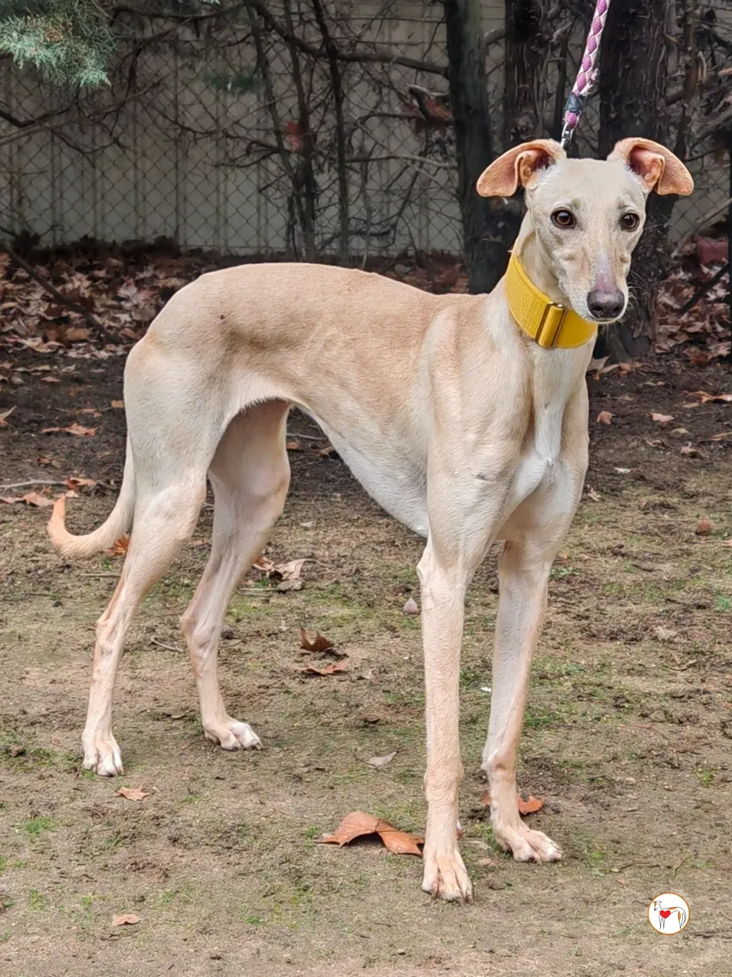 afrodita galgo adozione 01