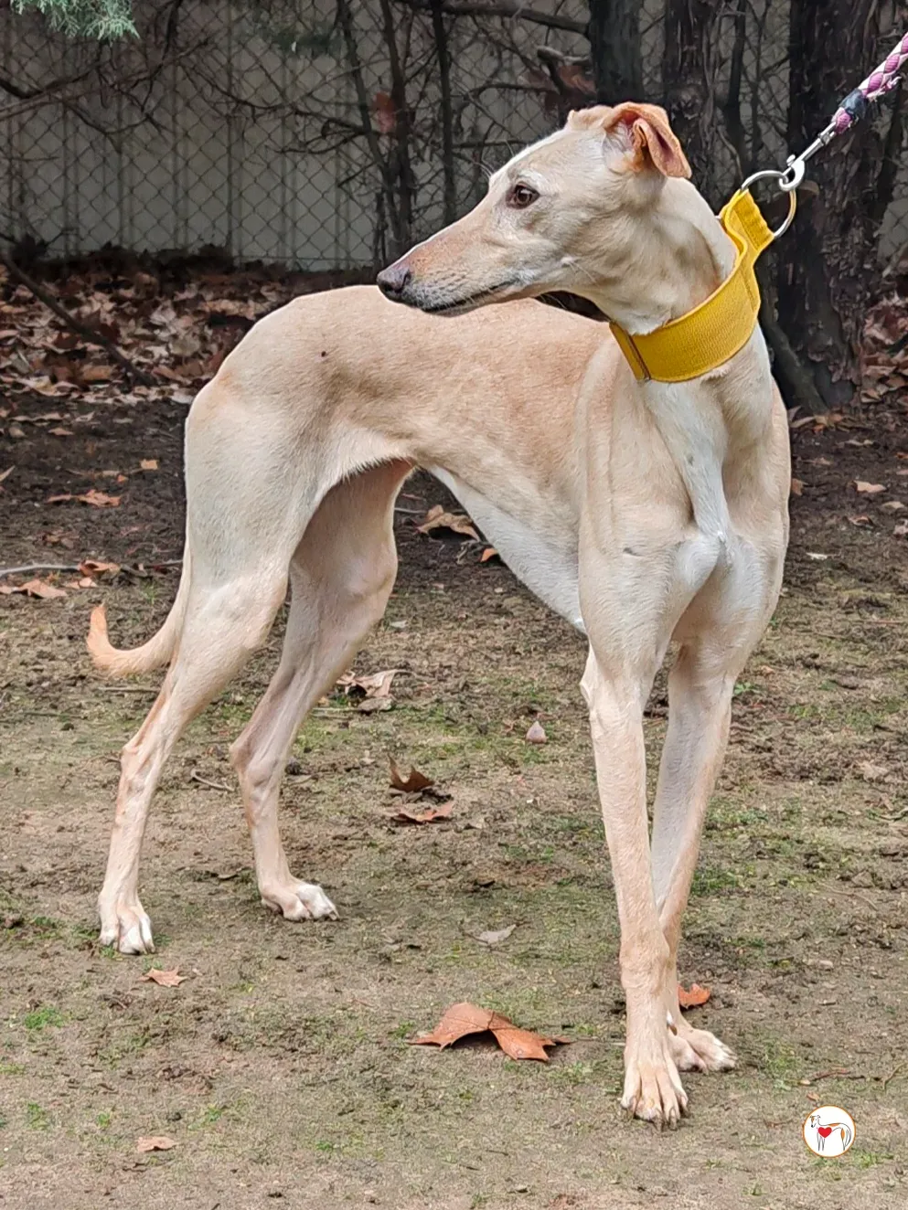 afrodita galgo adozione 02