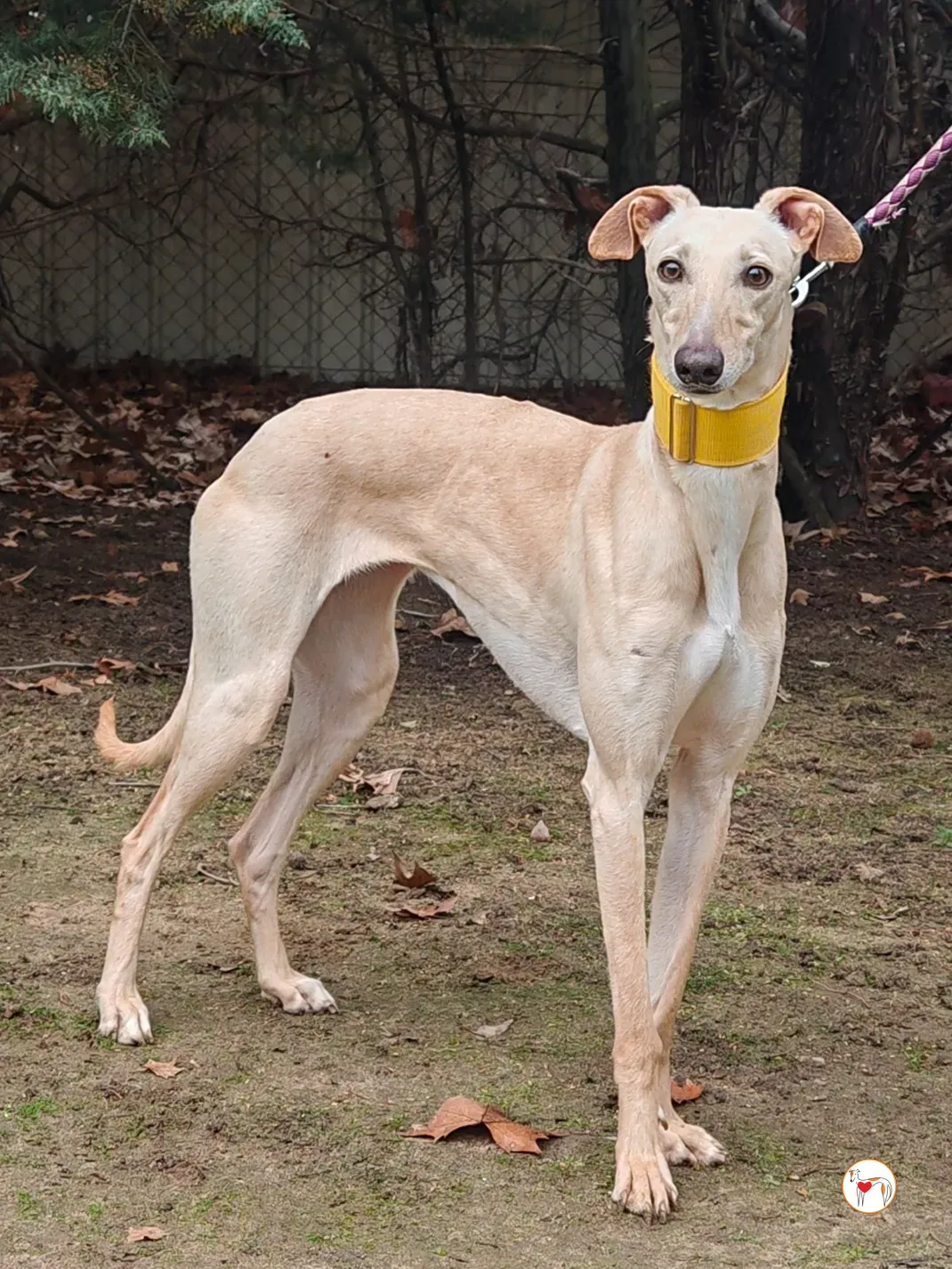 afrodita galgo adozione 03