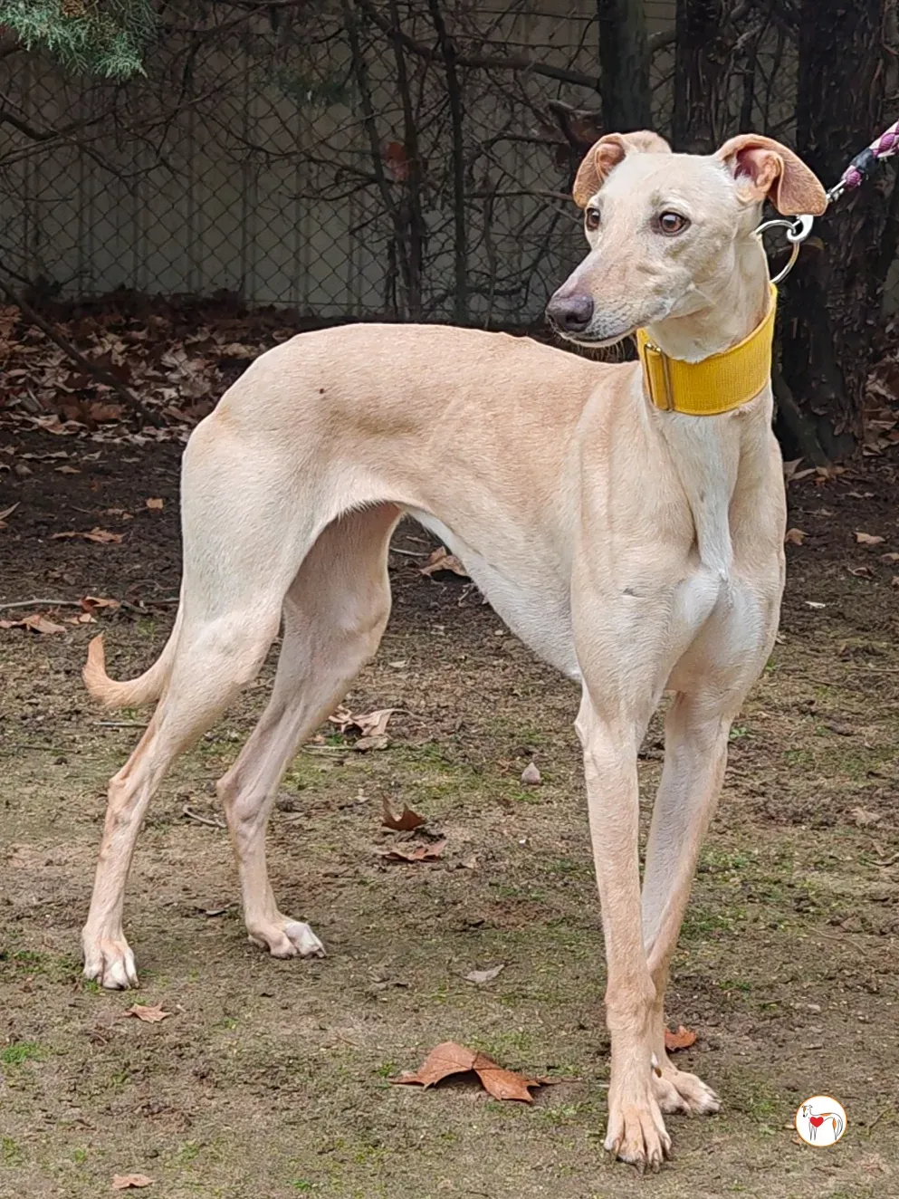 afrodita galgo adozione 04