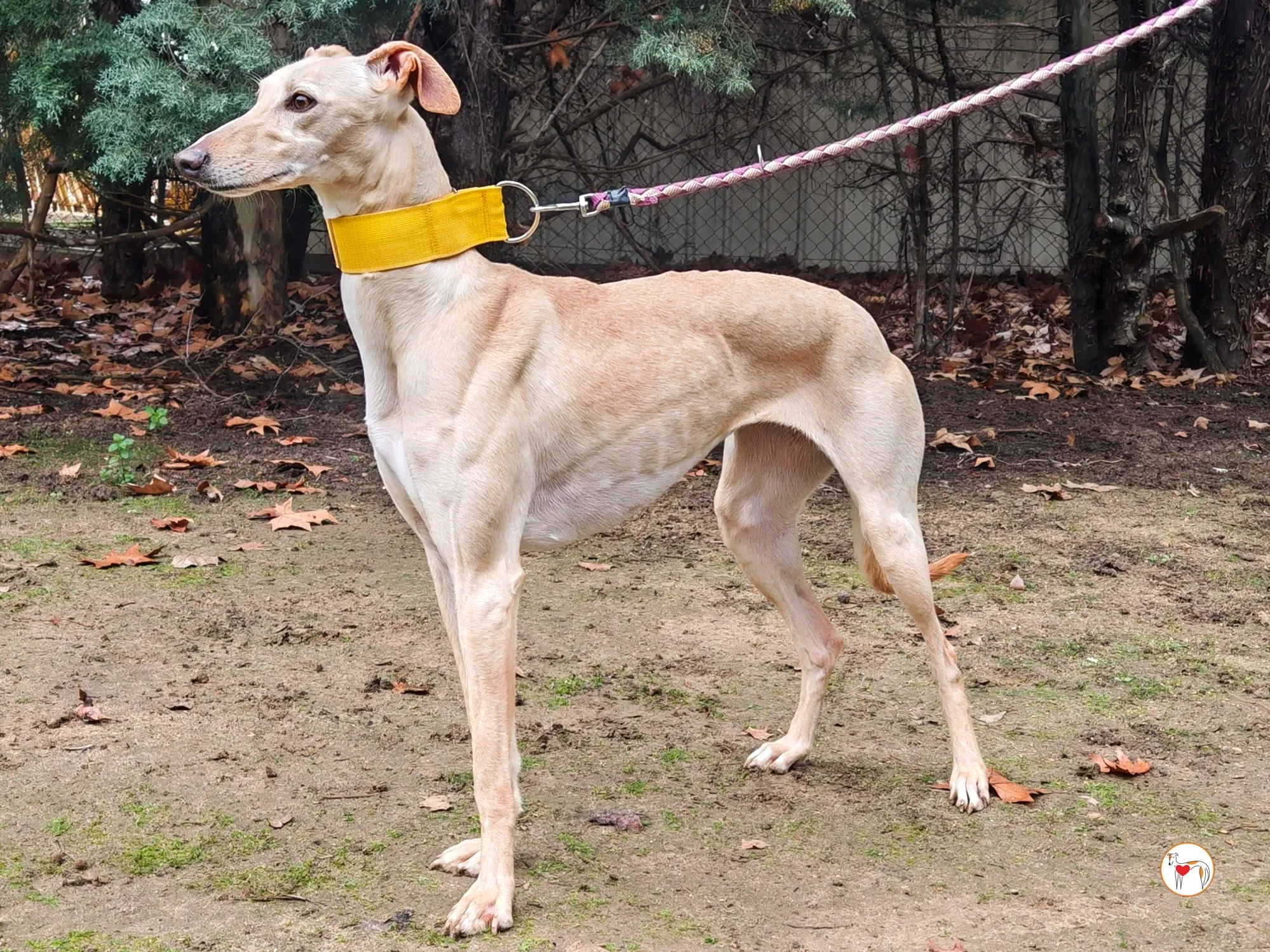 afrodita galgo adozione 05