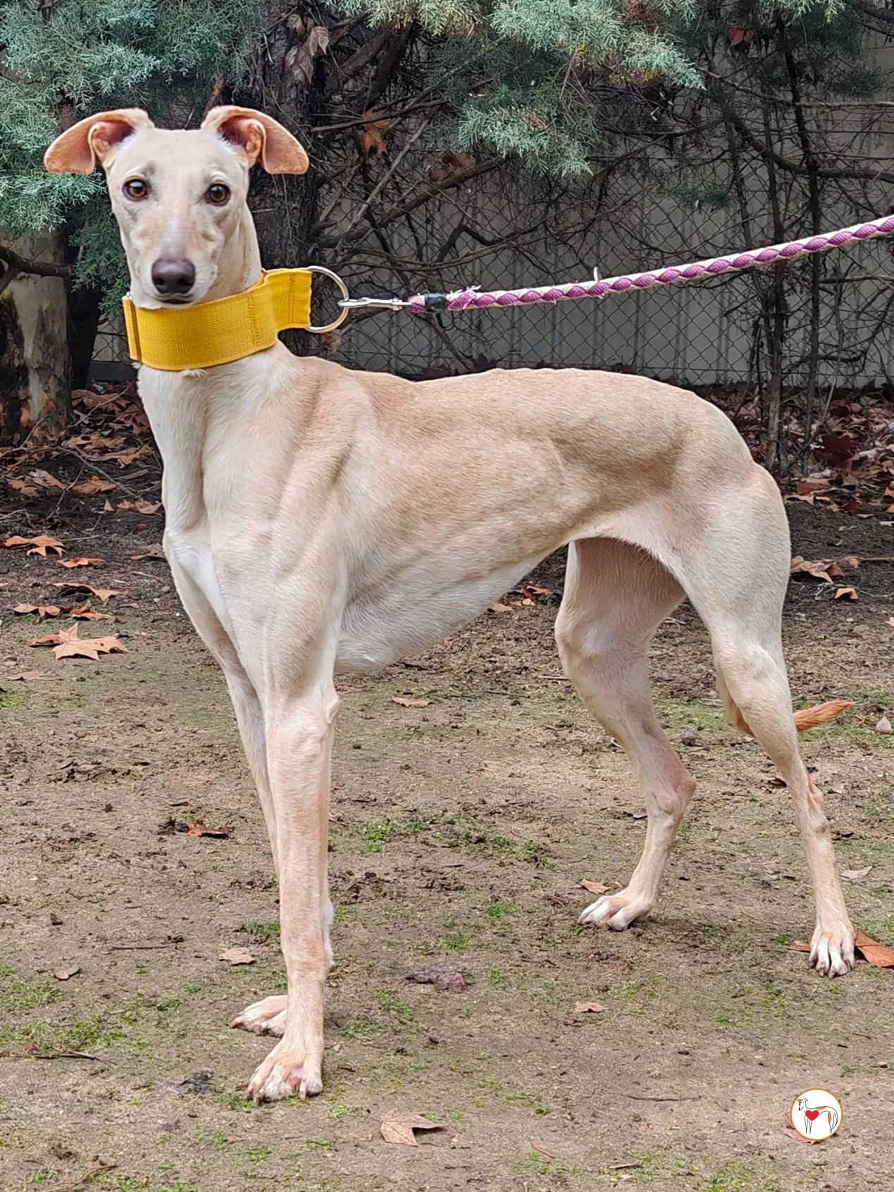 afrodita galgo adozione 06