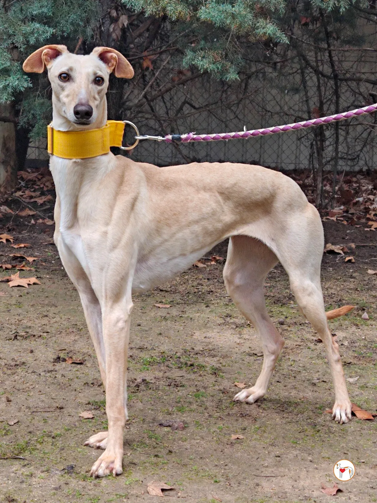 afrodita galgo adozione 07