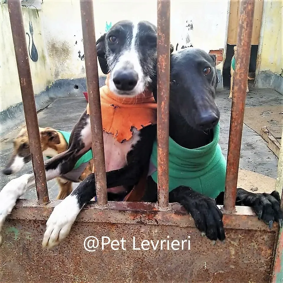 aida Residencia Valaldolid 1