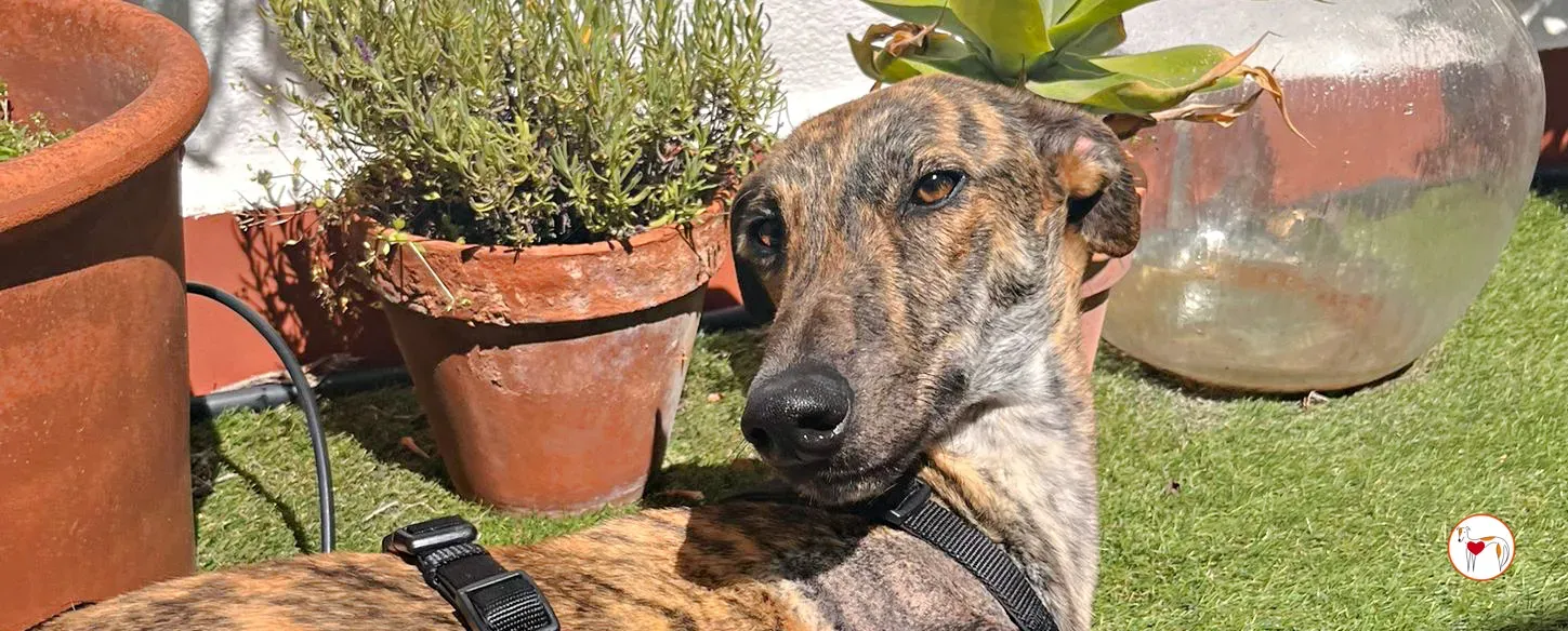 ain galgo 06 copertina