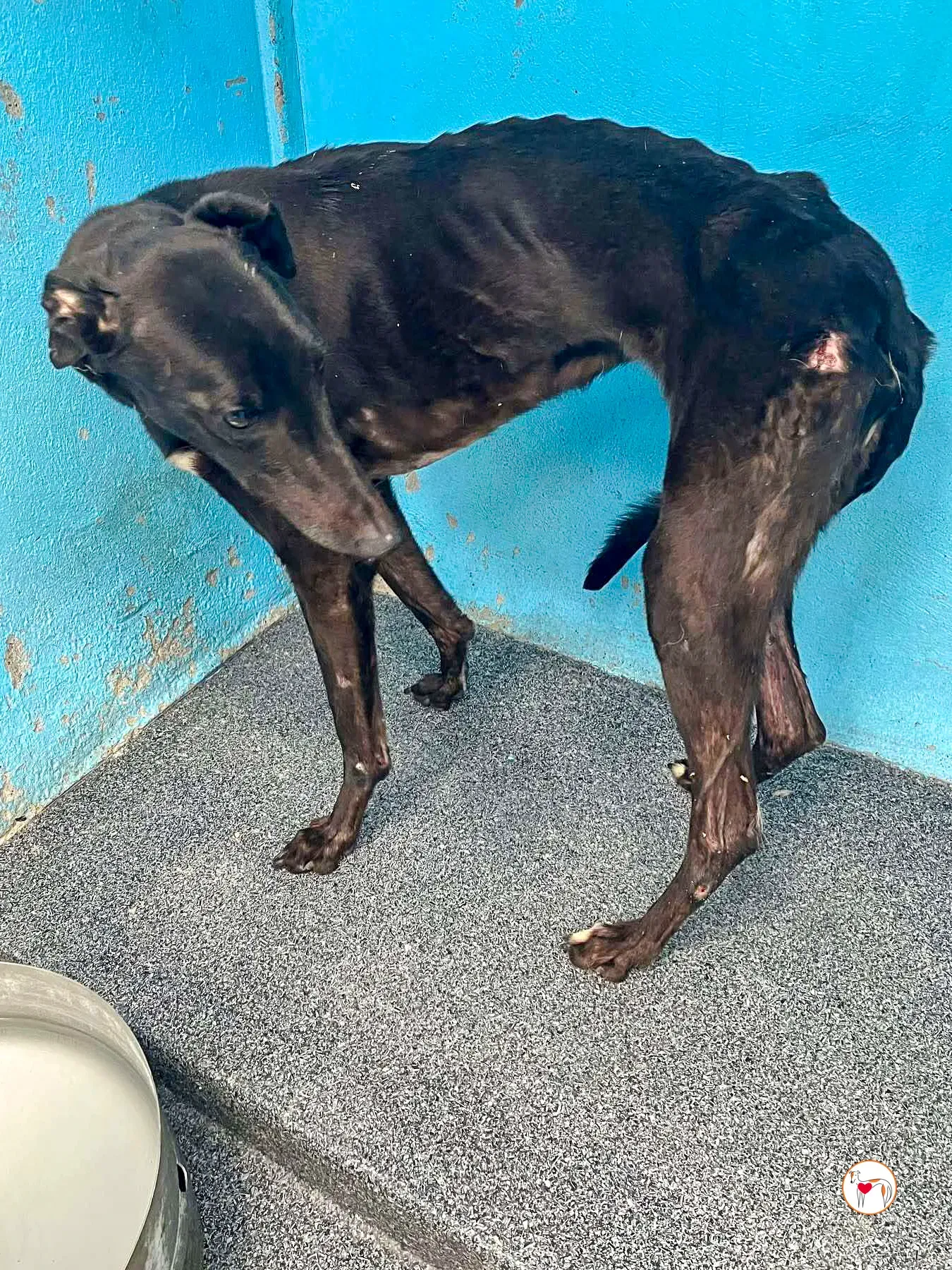 aine grey adozione 01