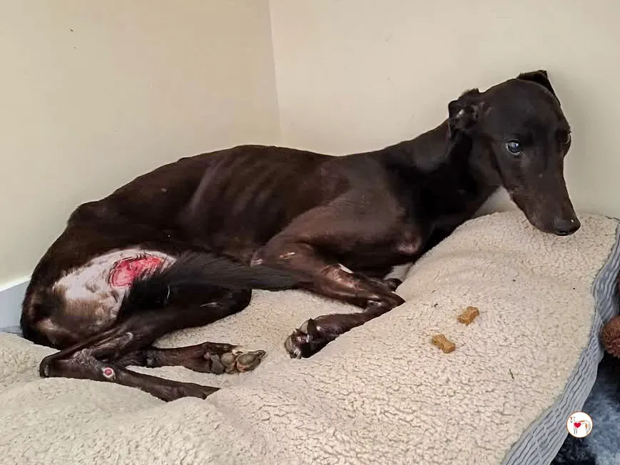 aine grey adozione 02