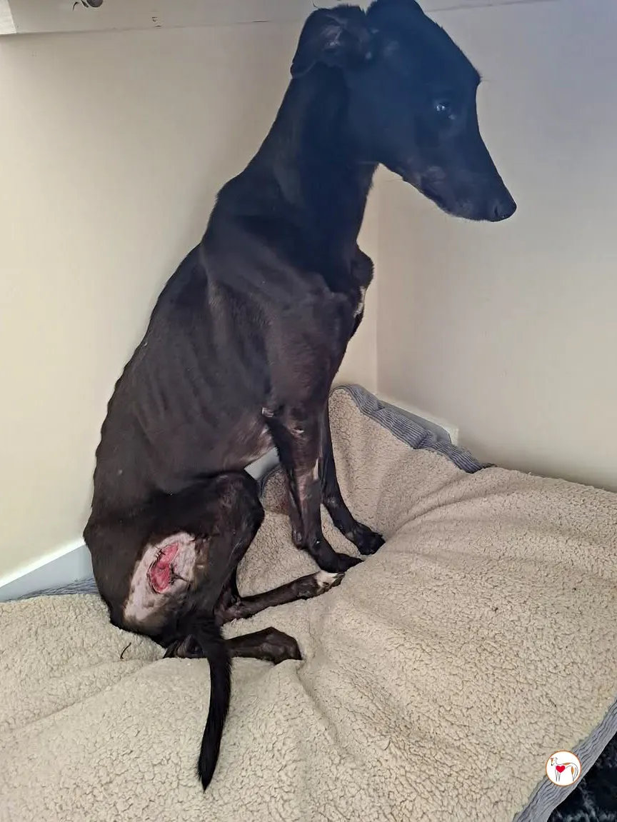 aine grey adozione 03