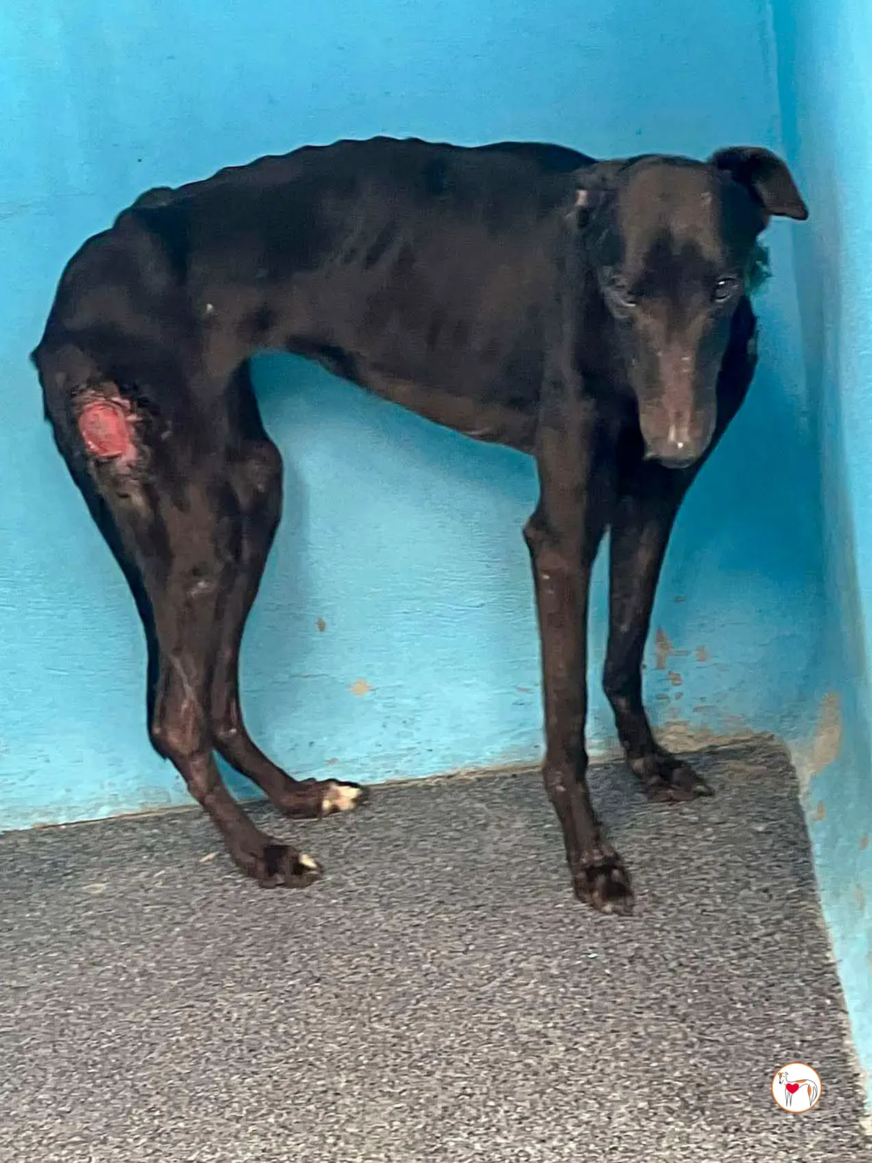 aine grey adozione 04