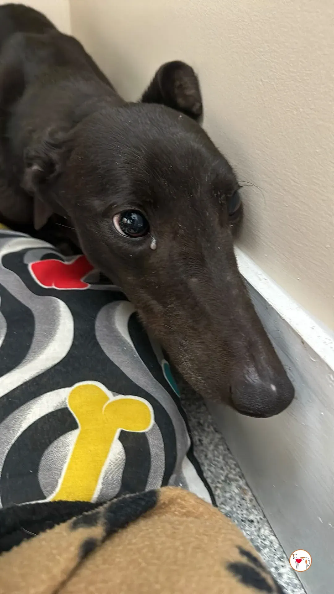 aine grey adozione 05