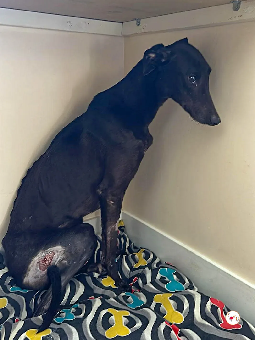 aine grey adozione 06