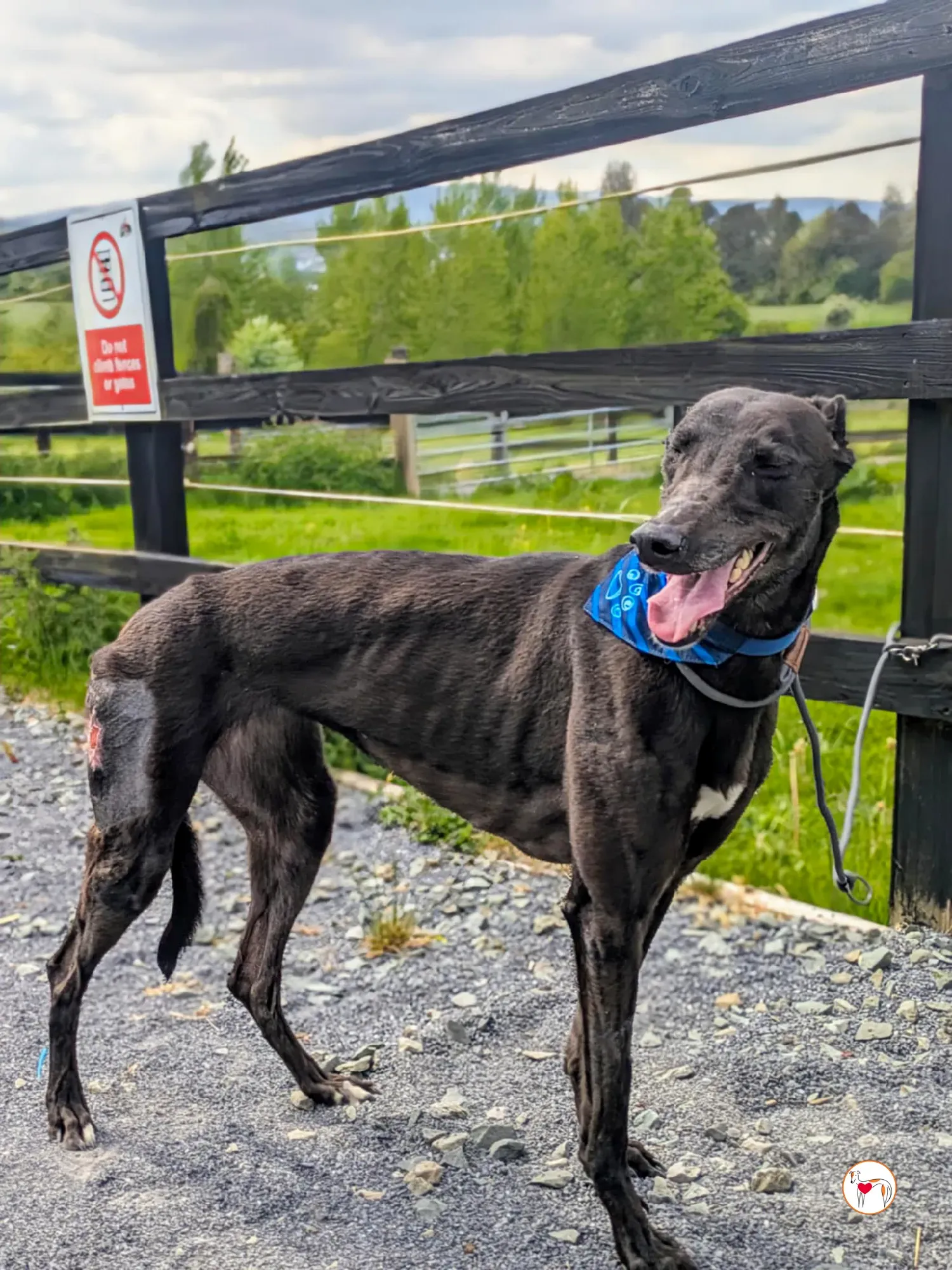 aine grey adozione 07