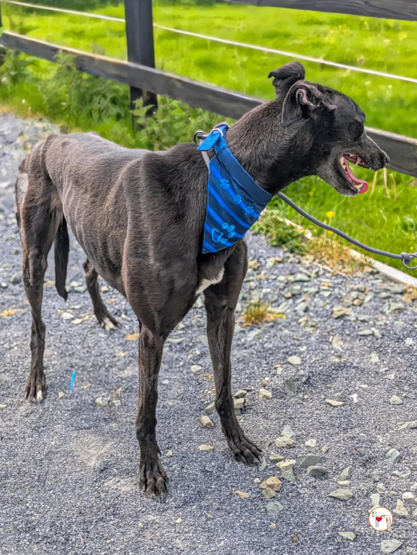 aine grey adozione 08