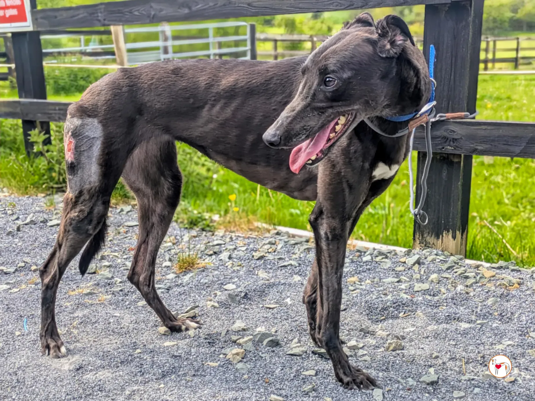 aine grey adozione 09