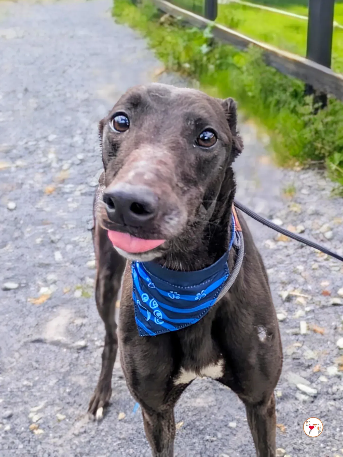 aine grey adozione 10