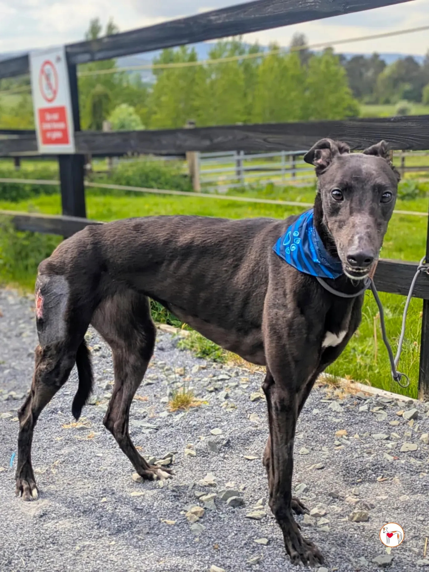 aine grey adozione 11