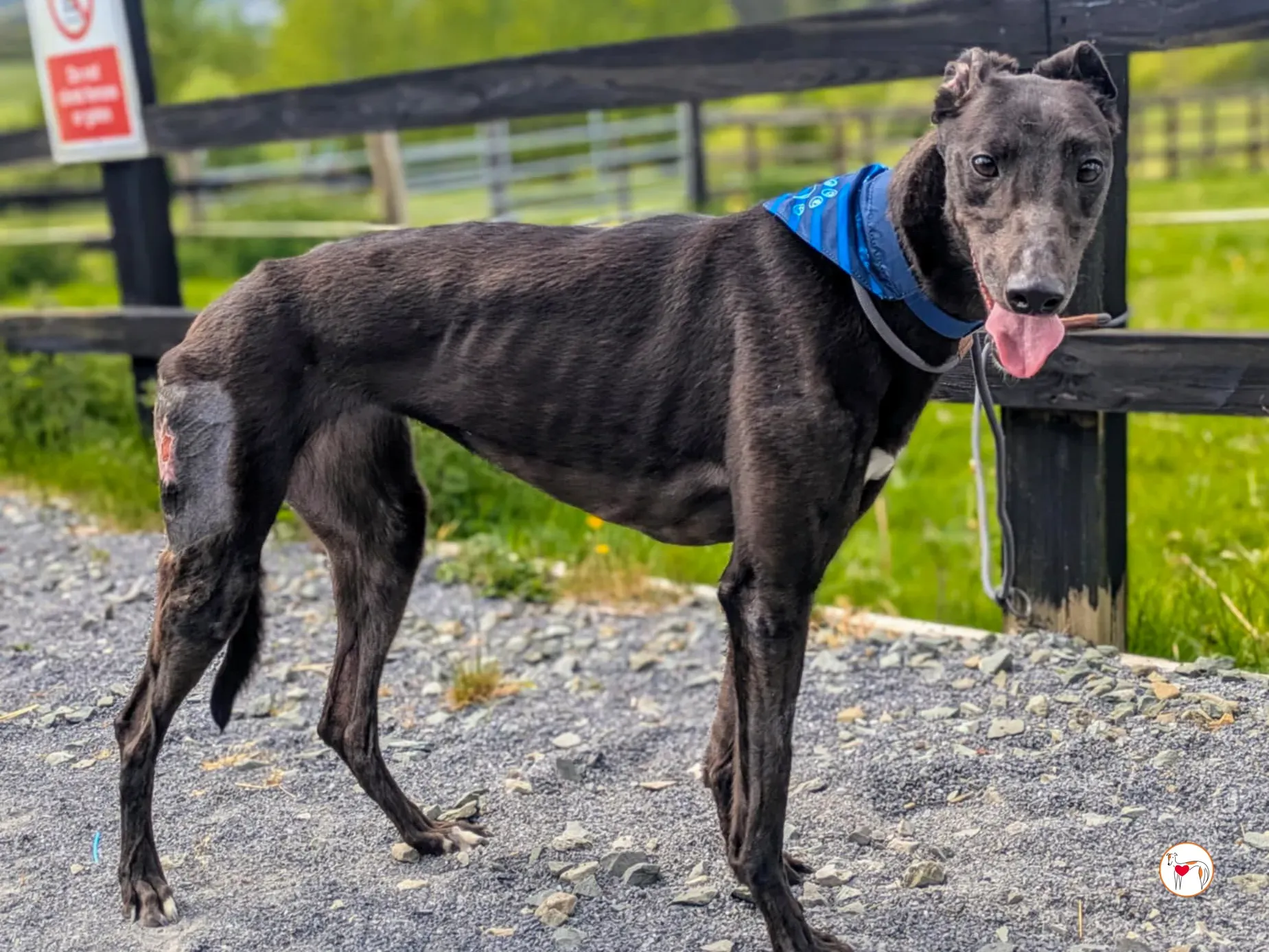 aine grey adozione 12