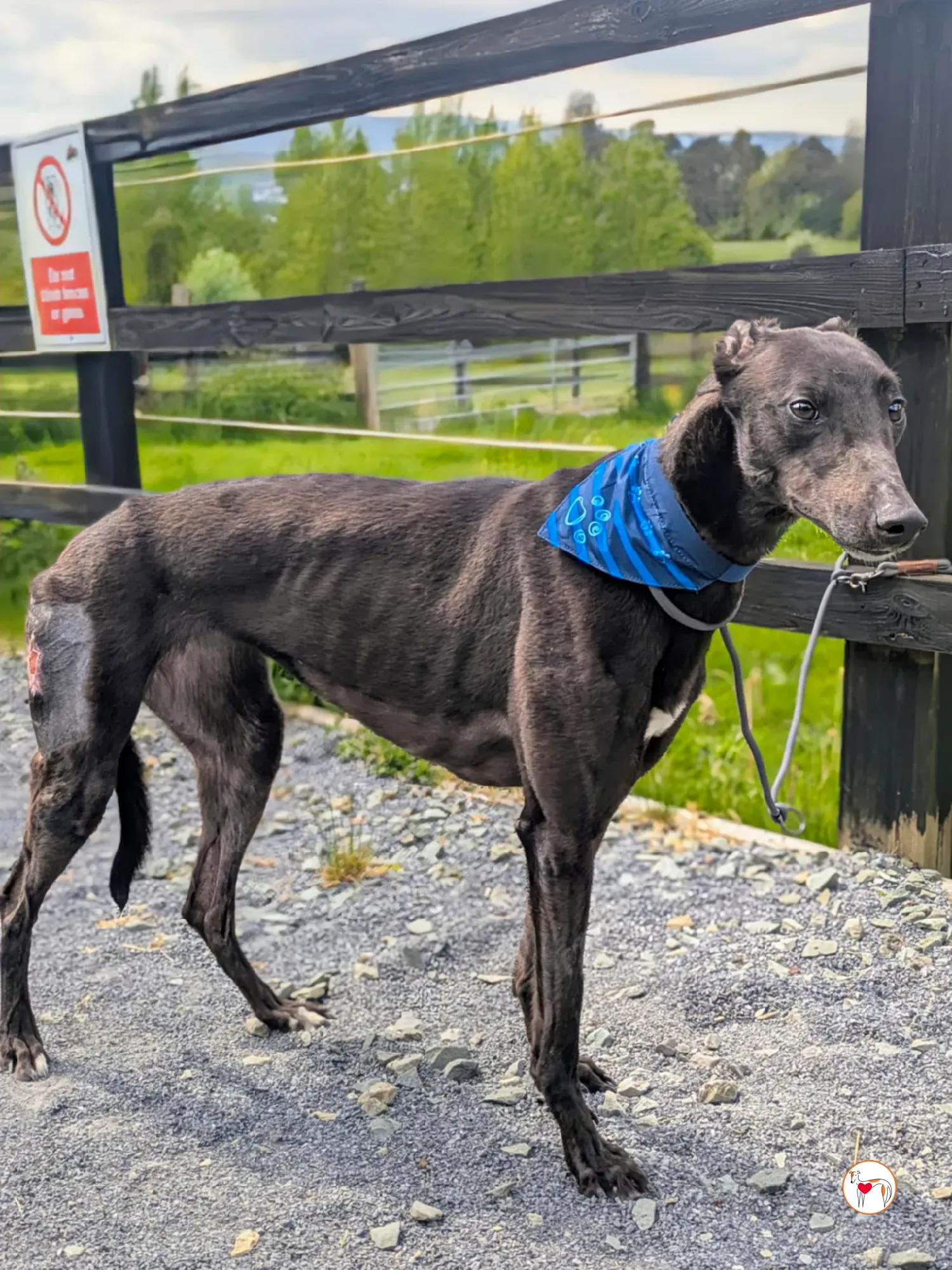 aine grey adozione 13