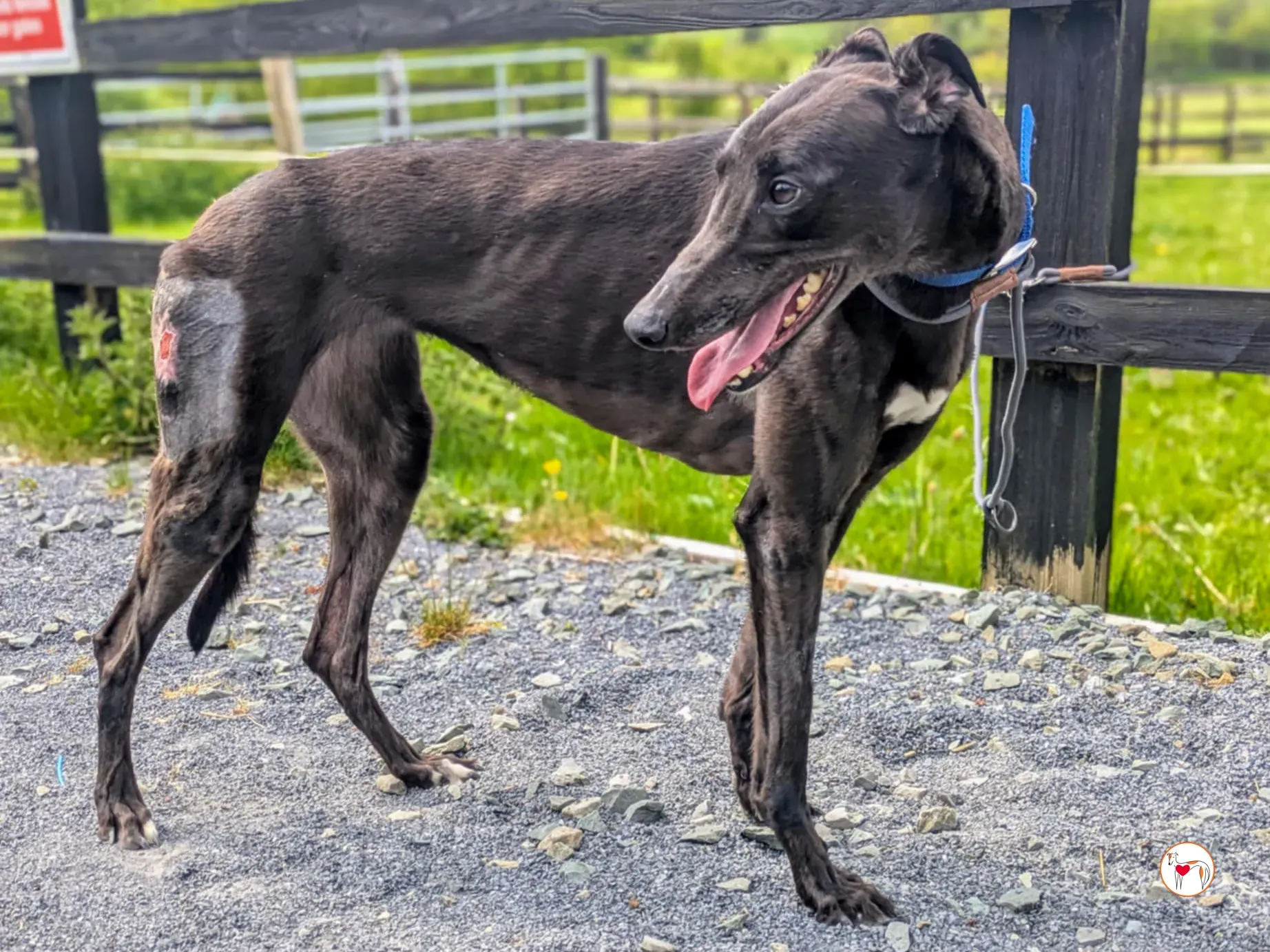 aine grey adozione 14