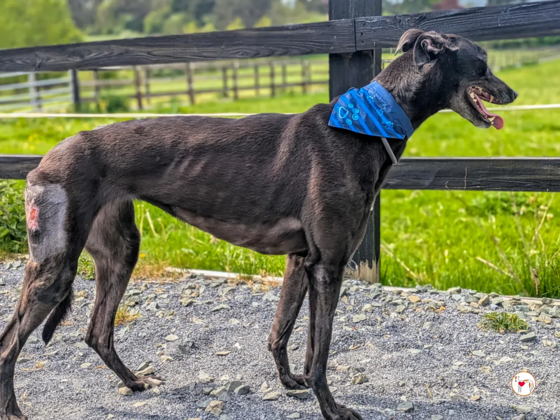 aine grey adozione 15