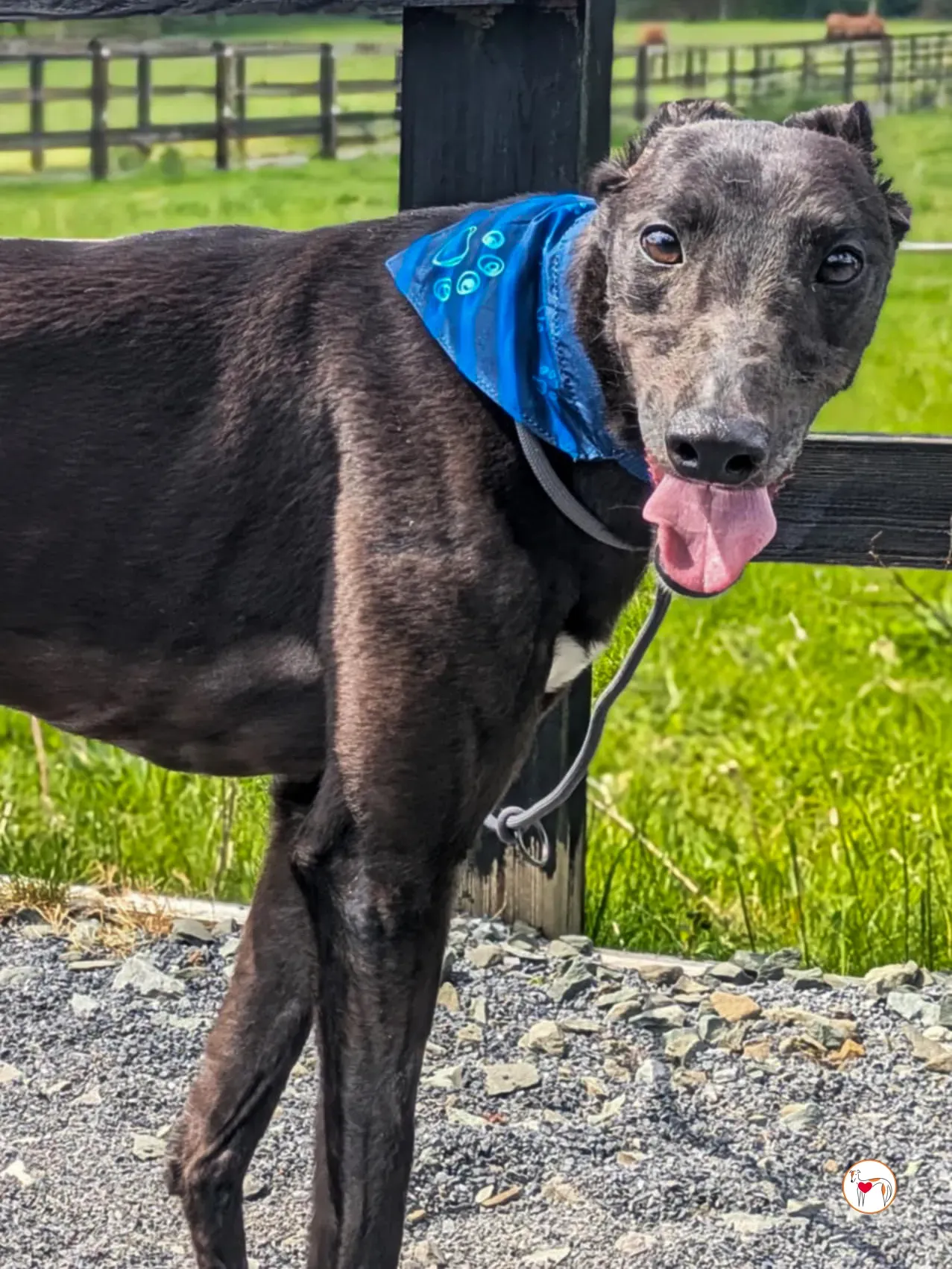 aine grey adozione 16